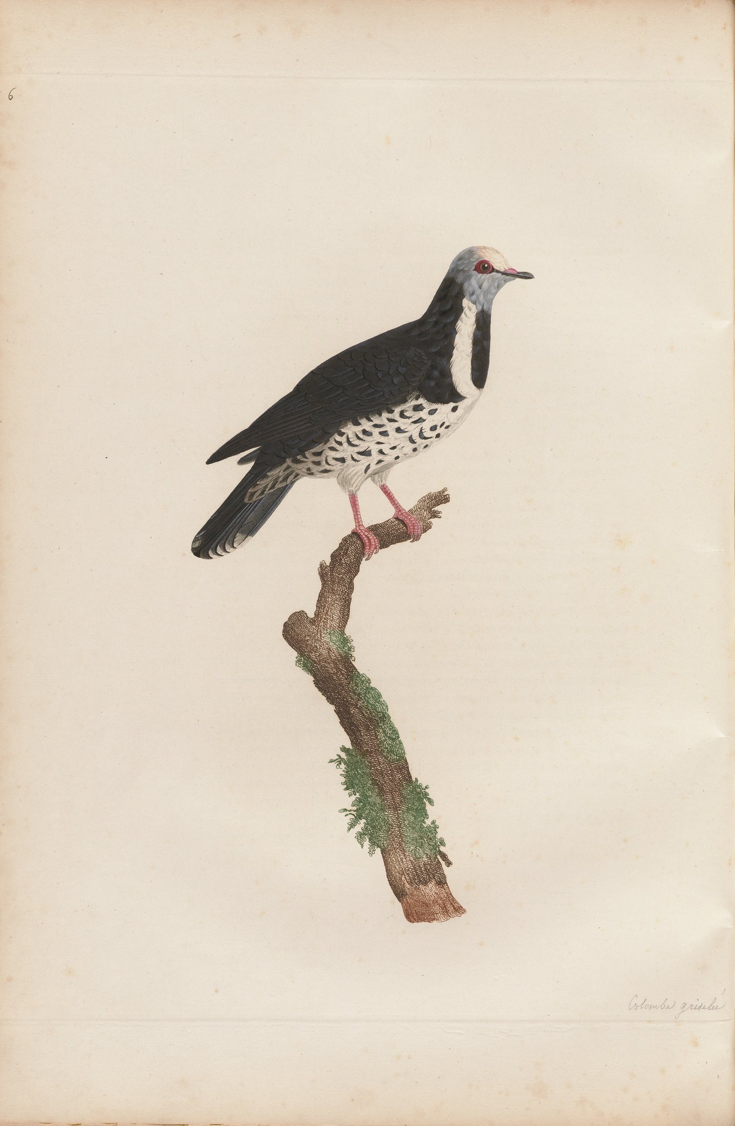 Columba armillaris — C. J. Temminck and Pauline Knip