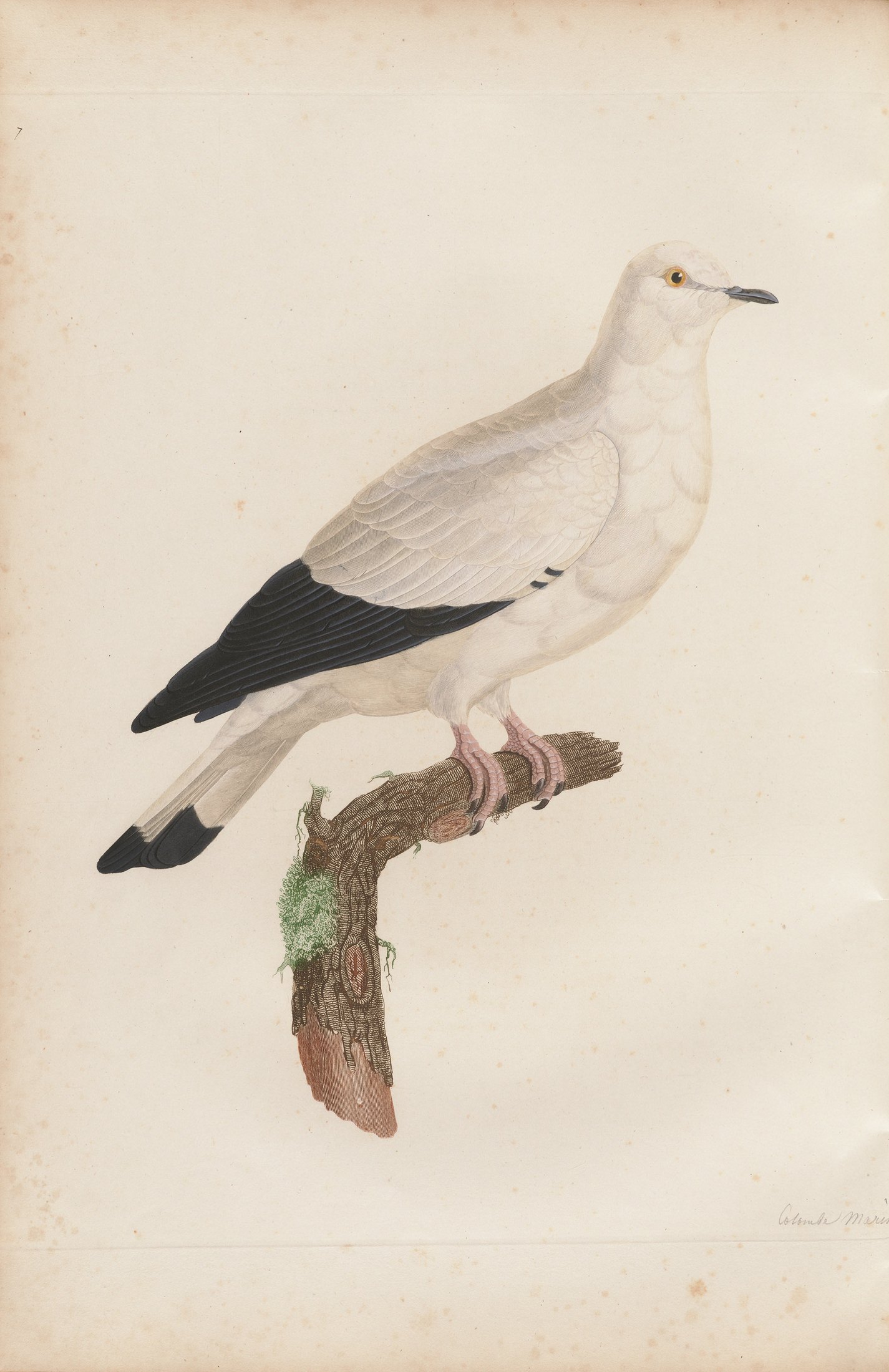 Columba littoralis — C. J. Temminck and Pauline Knip
