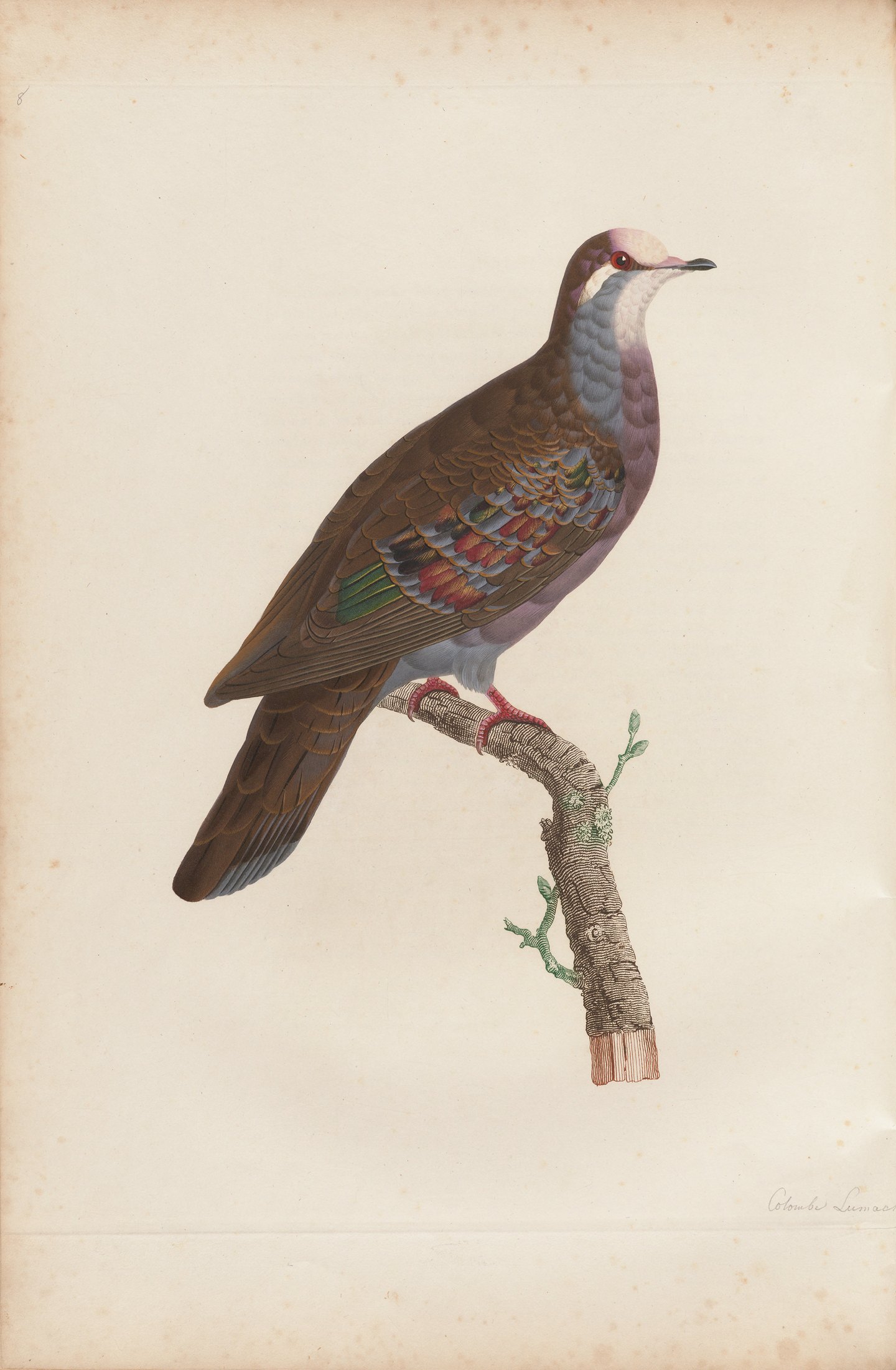 Columba chalcoptera — C. J. Temminck and Pauline Knip