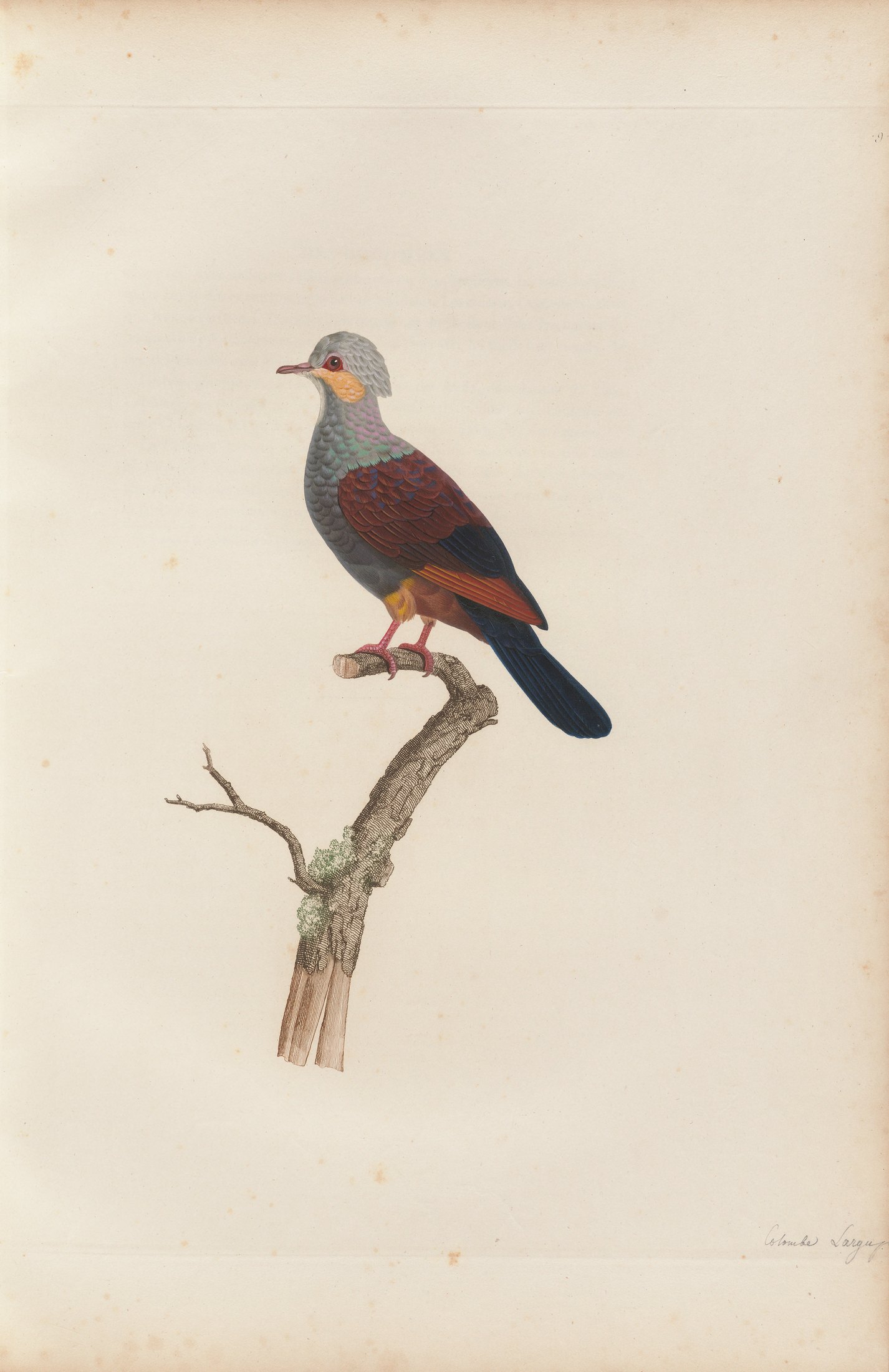 Columba cristata — C. J. Temminck and Pauline Knip