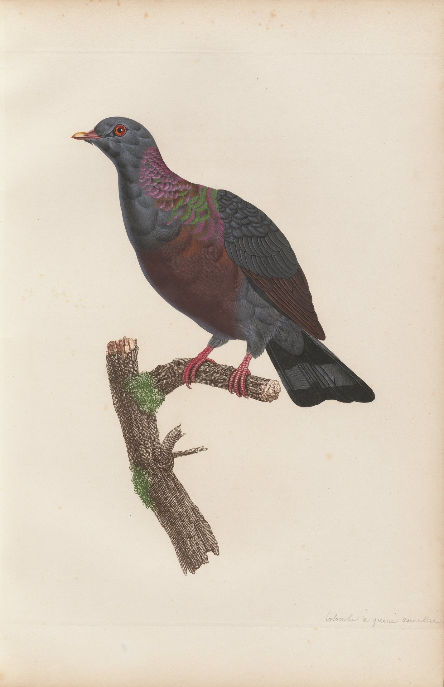 Columba caribæa — C. J. Temminck and Pauline Knip