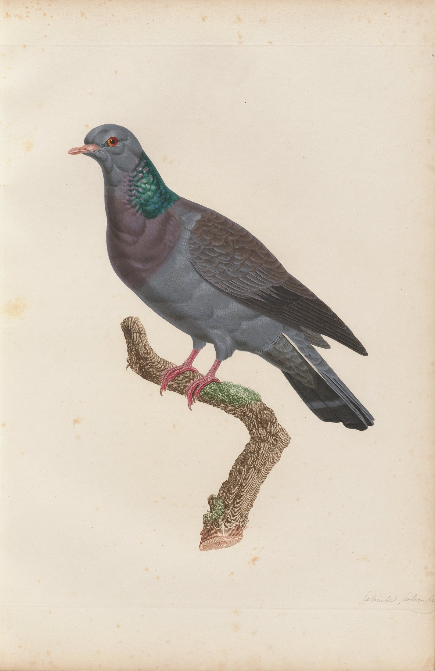 Columba œnas — C. J. Temminck and Pauline Knip