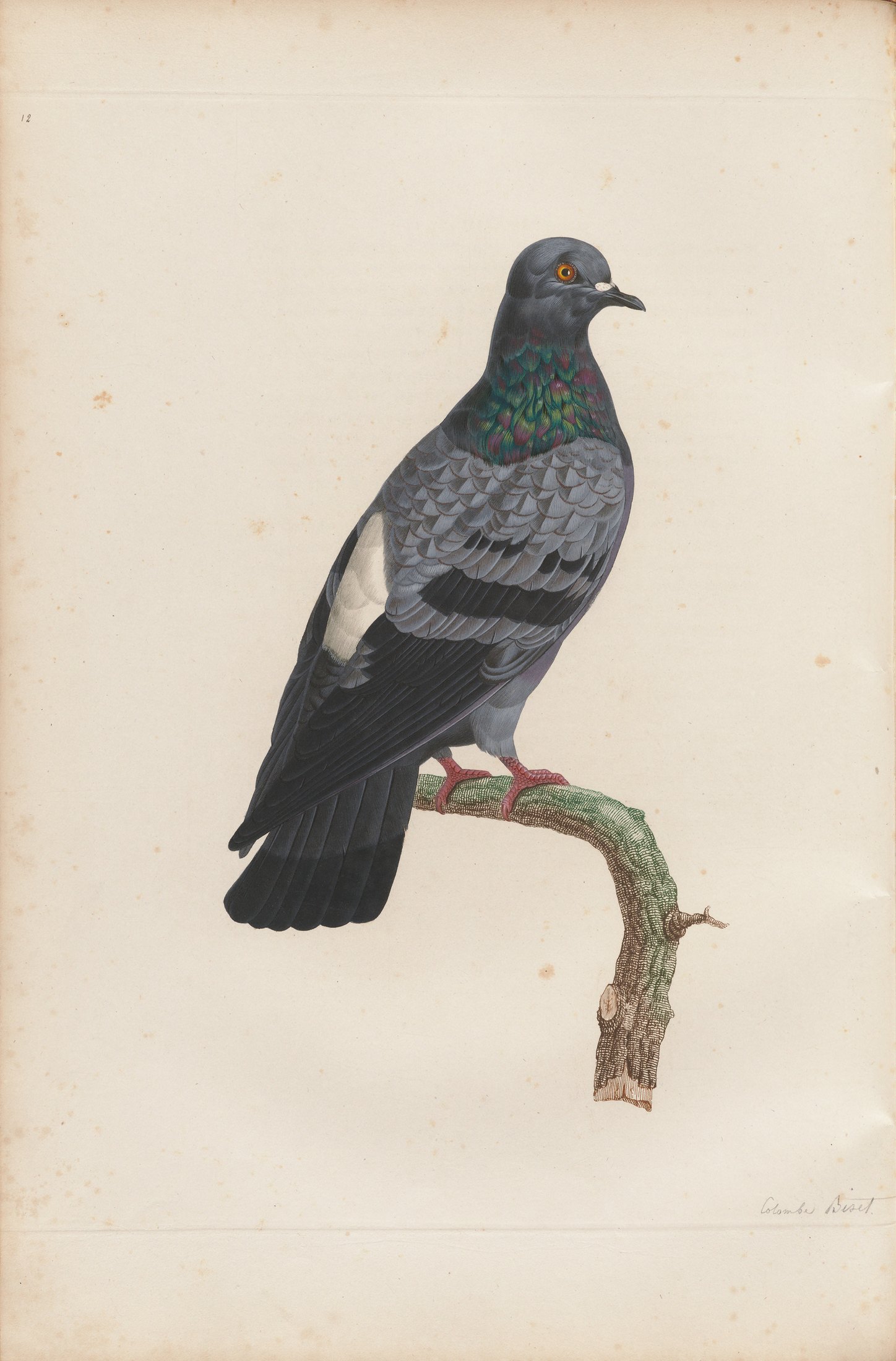 Columba livia — C. J. Temminck and Pauline Knip