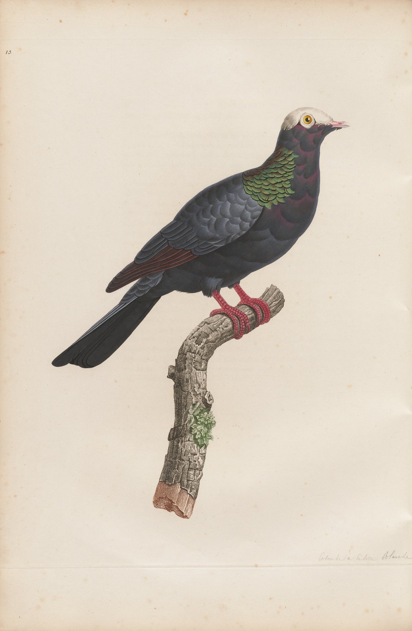 Columba leucocephala — C. J. Temminck and Pauline Knip