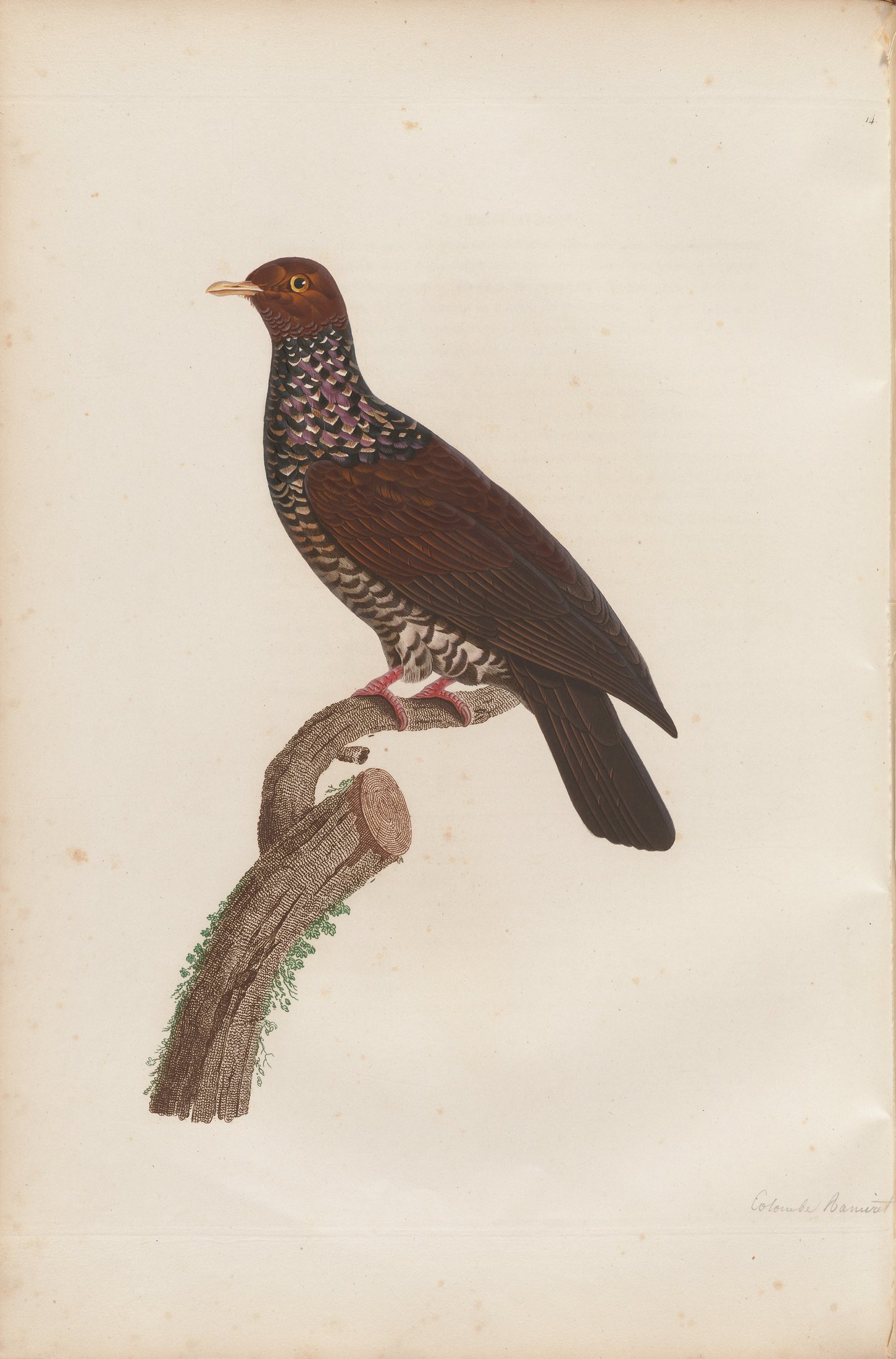 Columba speciosa — C. J. Temminck and Pauline Knip
