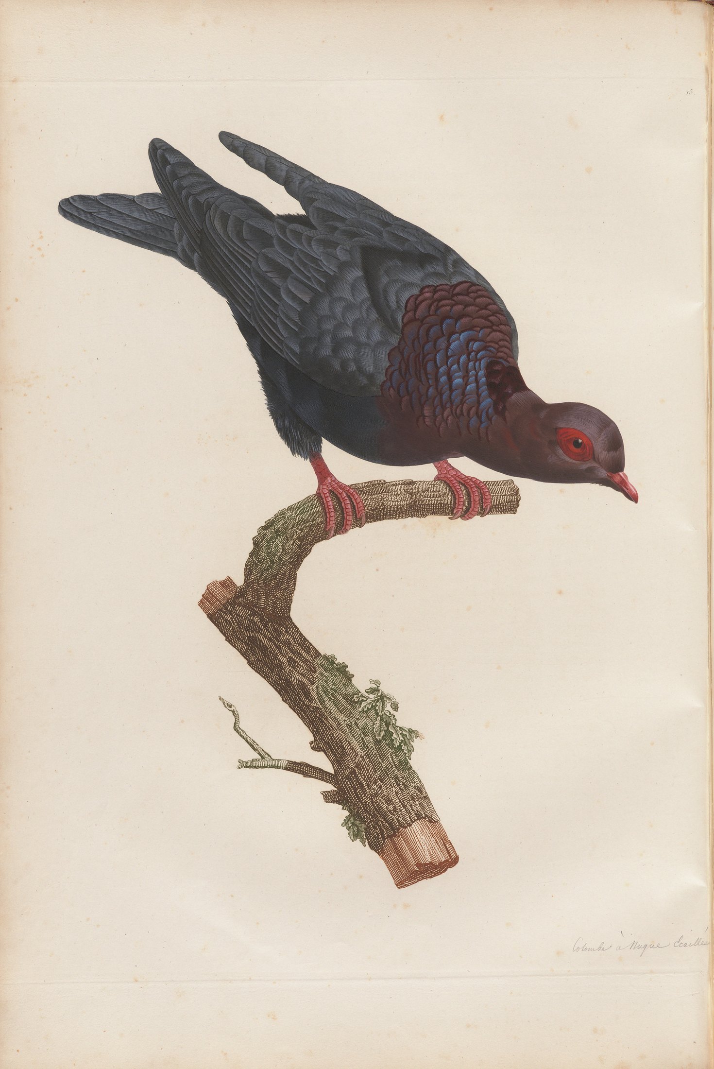 Columba portoricensis — C. J. Temminck and Pauline Knip