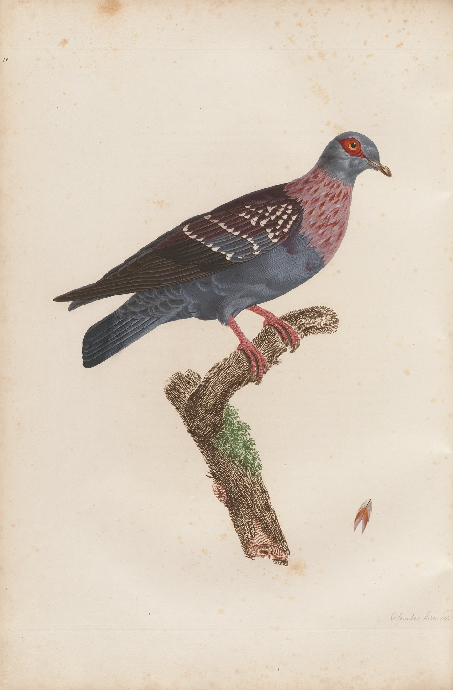 Columba guinea — C. J. Temminck and Pauline Knip