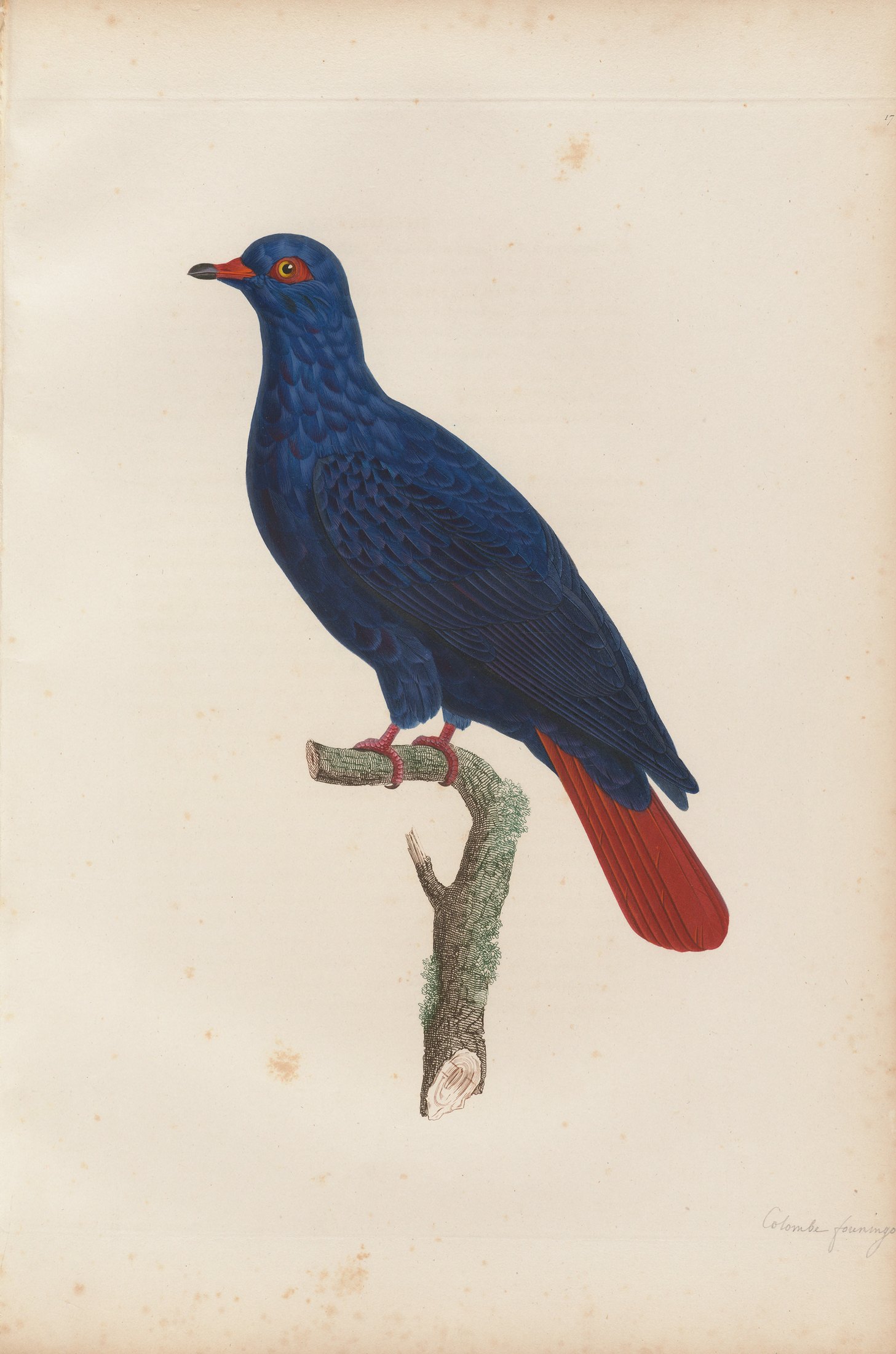 Columba madagascariensis — C. J. Temminck and Pauline Knip