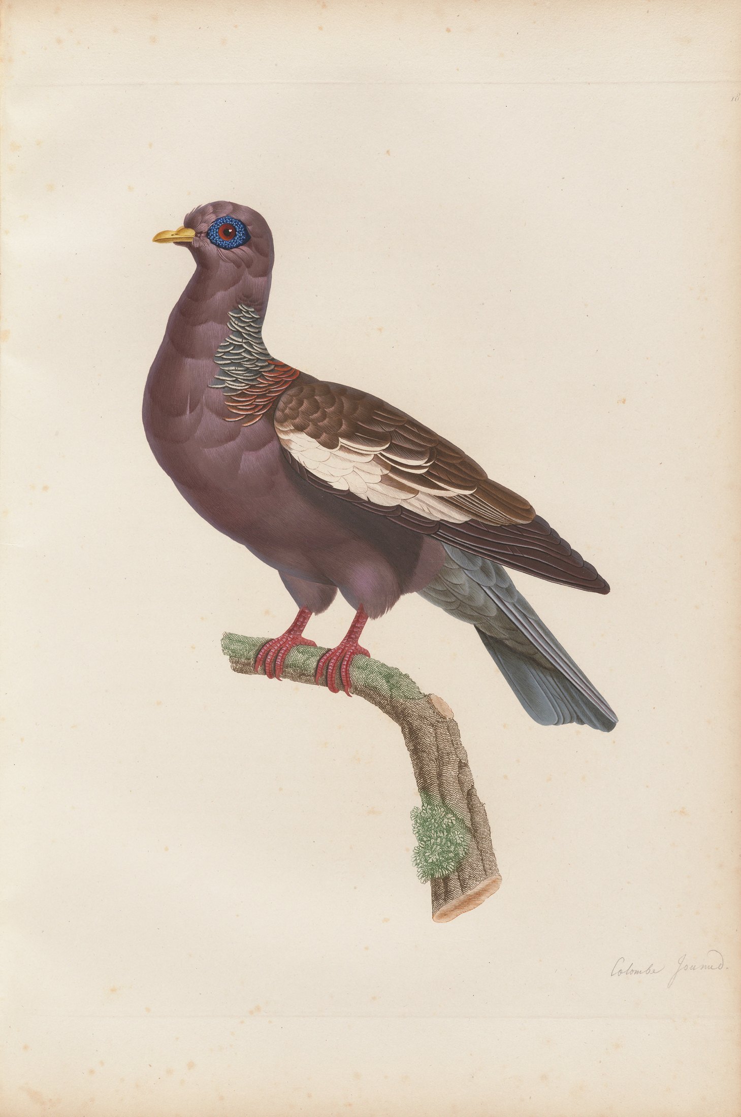 Columba gymnophtalmos — C. J. Temminck and Pauline Knip