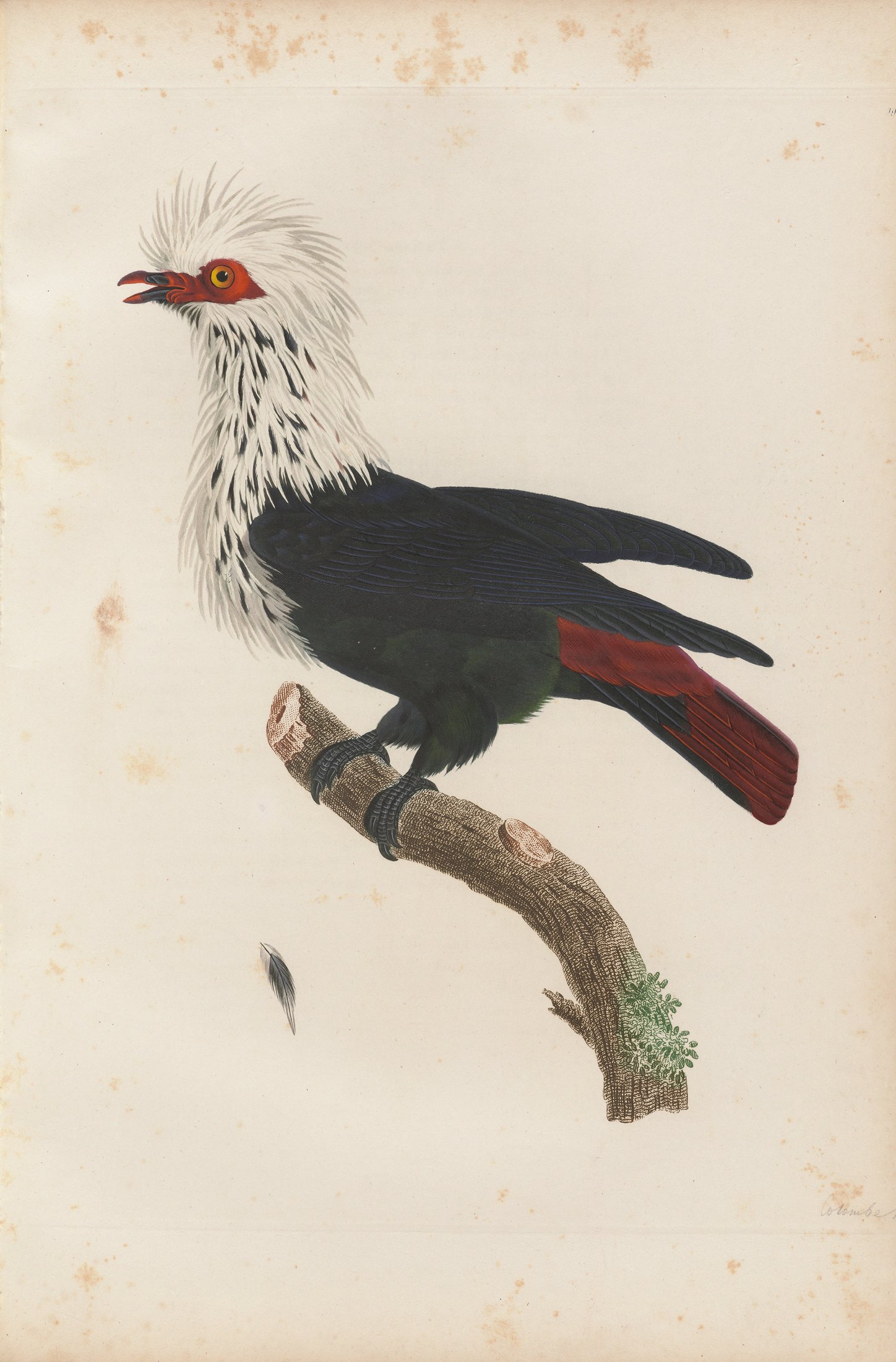 Columba franciae — C. J. Temminck and Pauline Knip