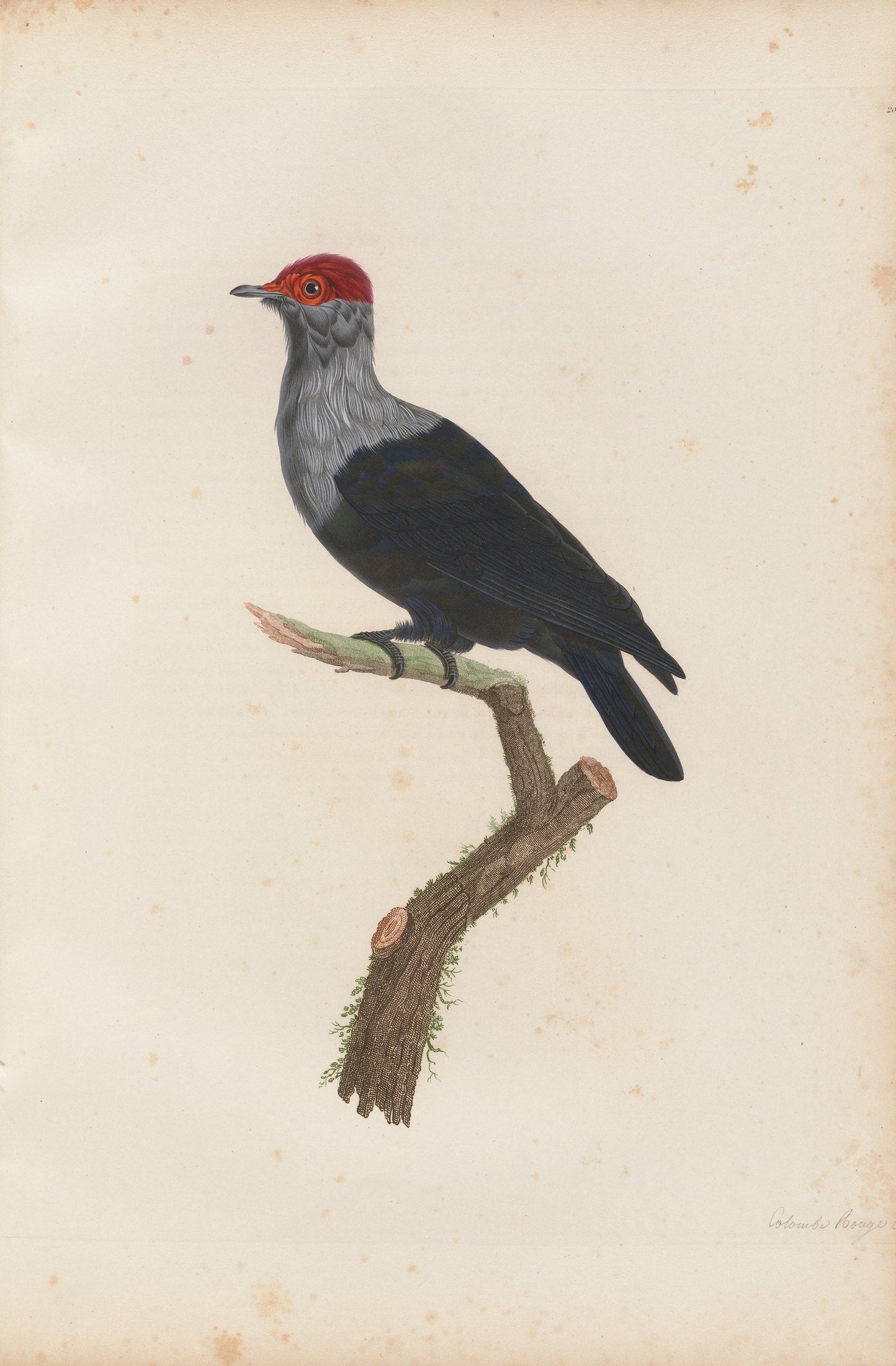 Columba rubricapilla — C. J. Temminck and Pauline Knip
