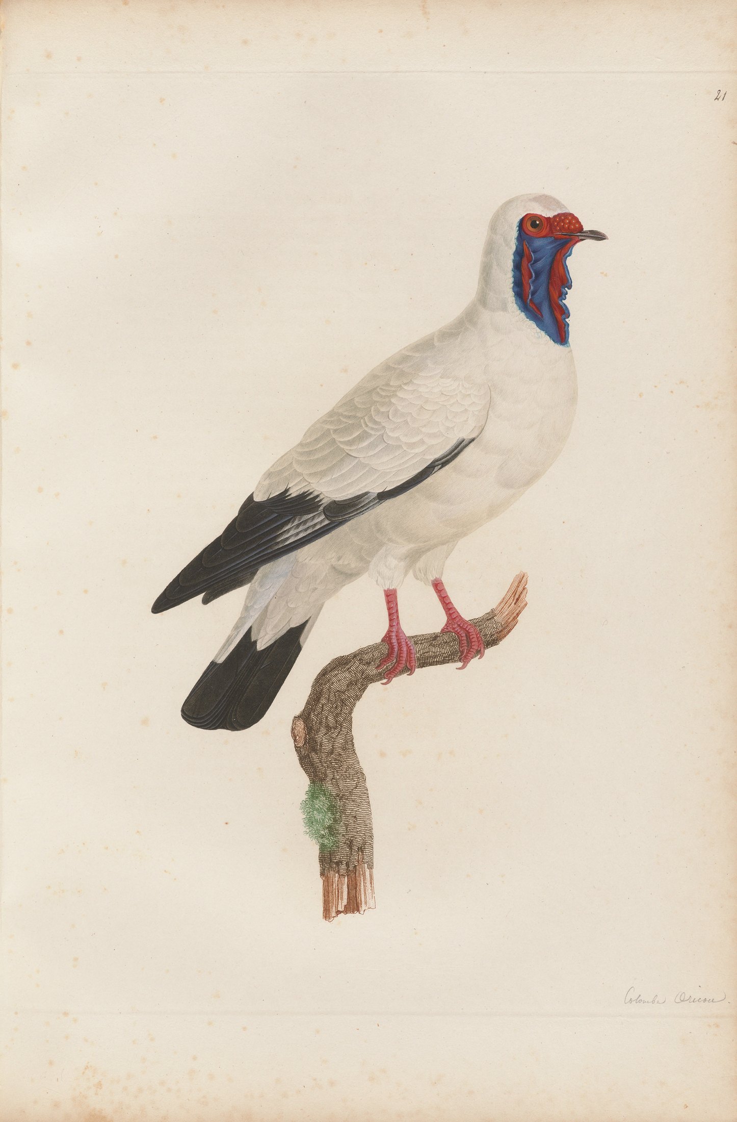 Columba auricularis — C. J. Temminck and Pauline Knip