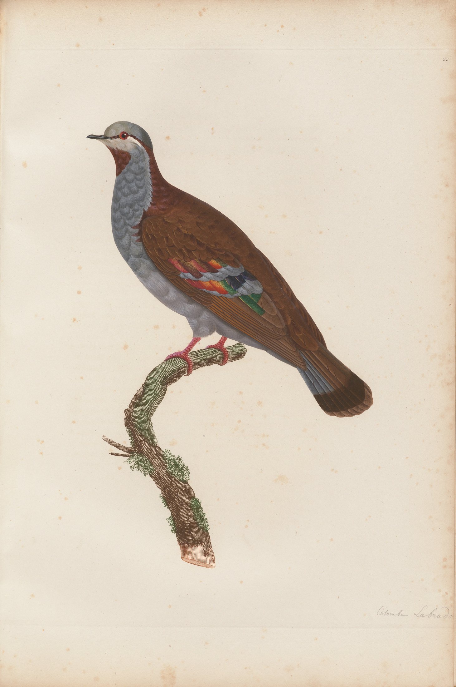 Columba elegans — C. J. Temminck and Pauline Knip
