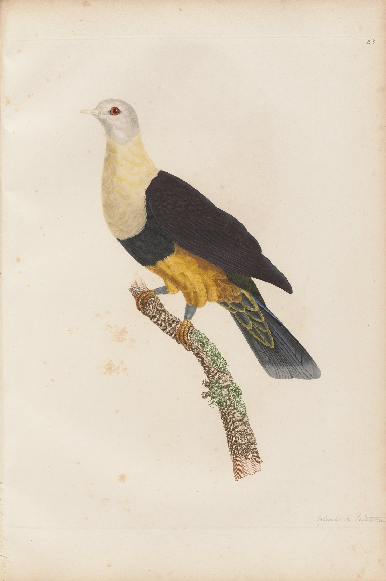 Columba cincta — C. J. Temminck and Pauline Knip