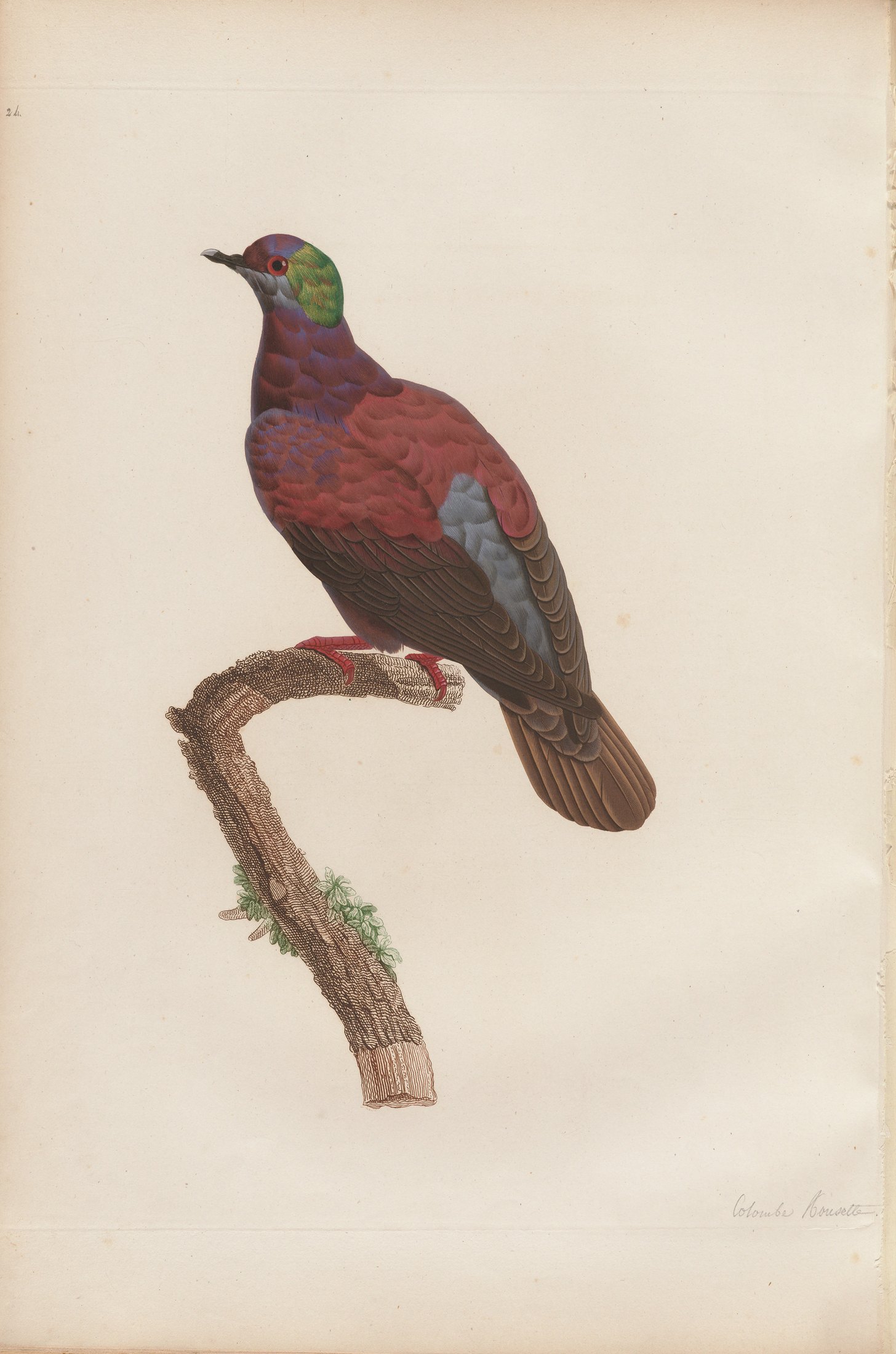 Columba rufina — C. J. Temminck and Pauline Knip