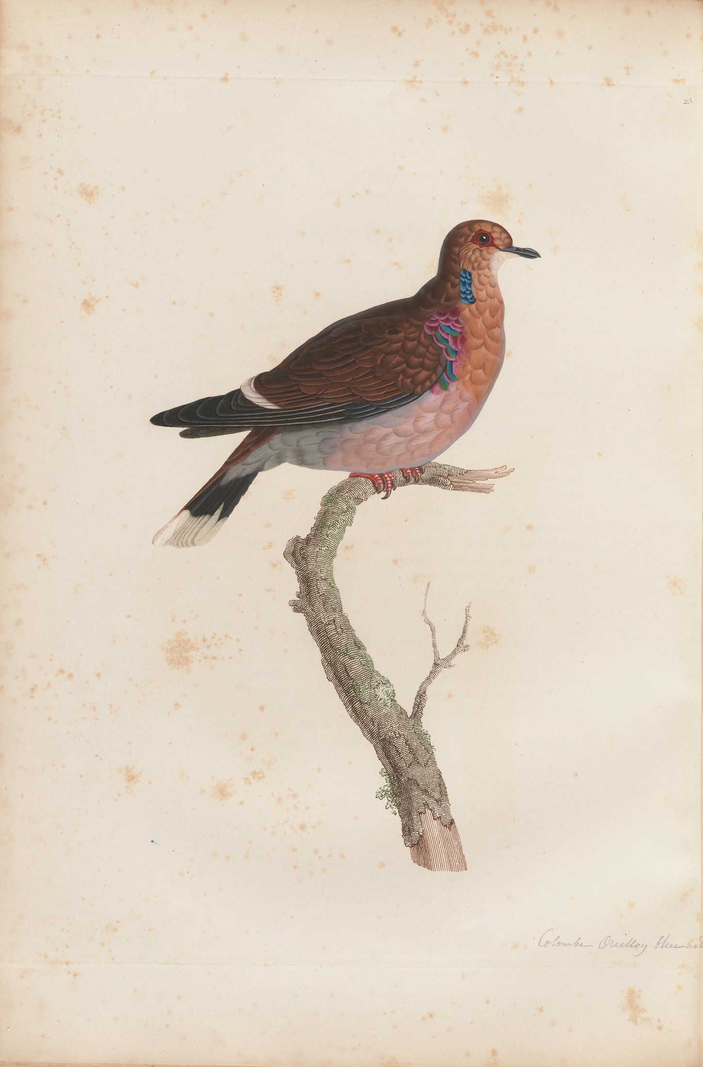 Columba aurita — C. J. Temminck and Pauline Knip