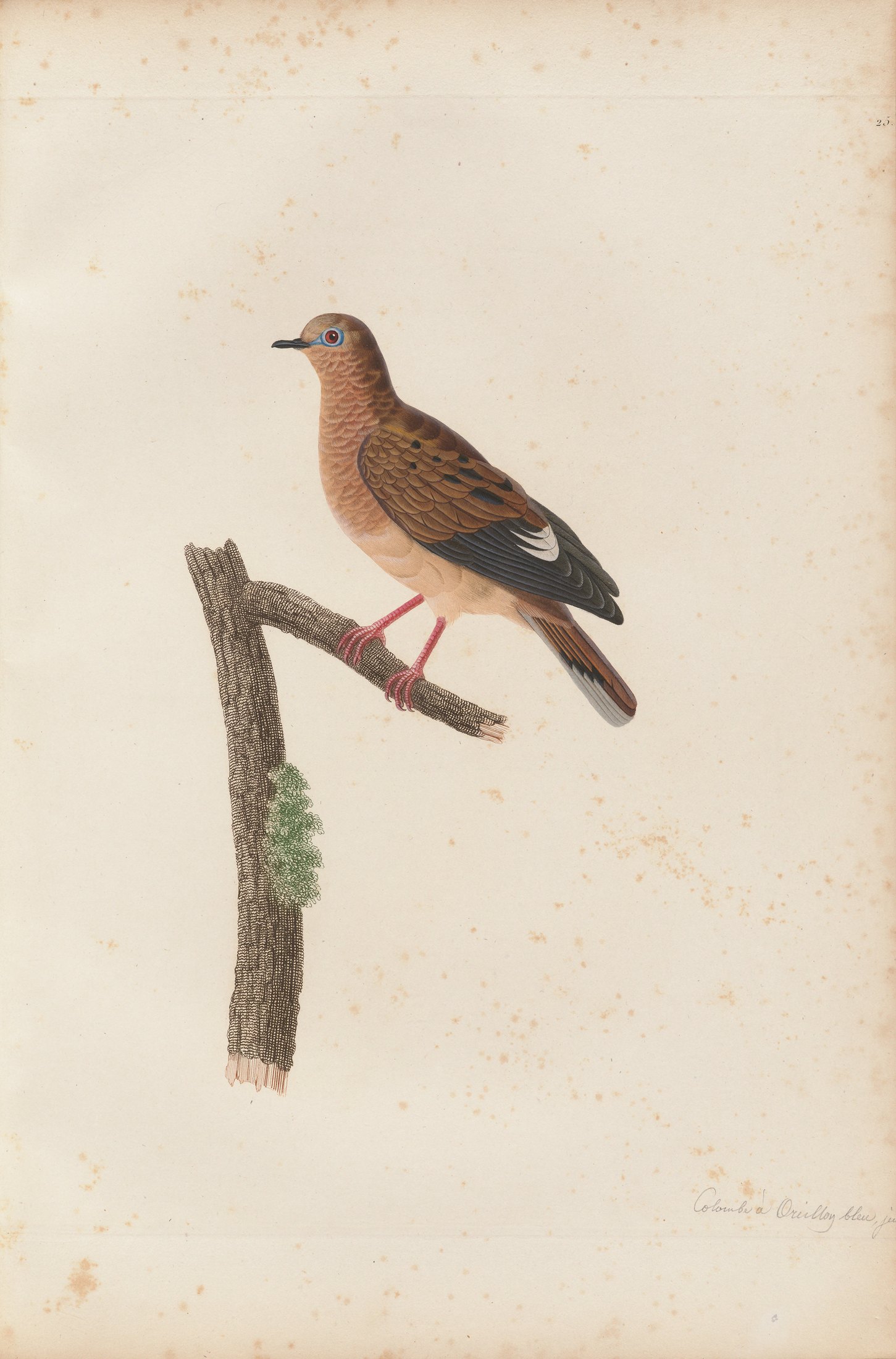 Columba aurita — C. J. Temminck and Pauline Knip