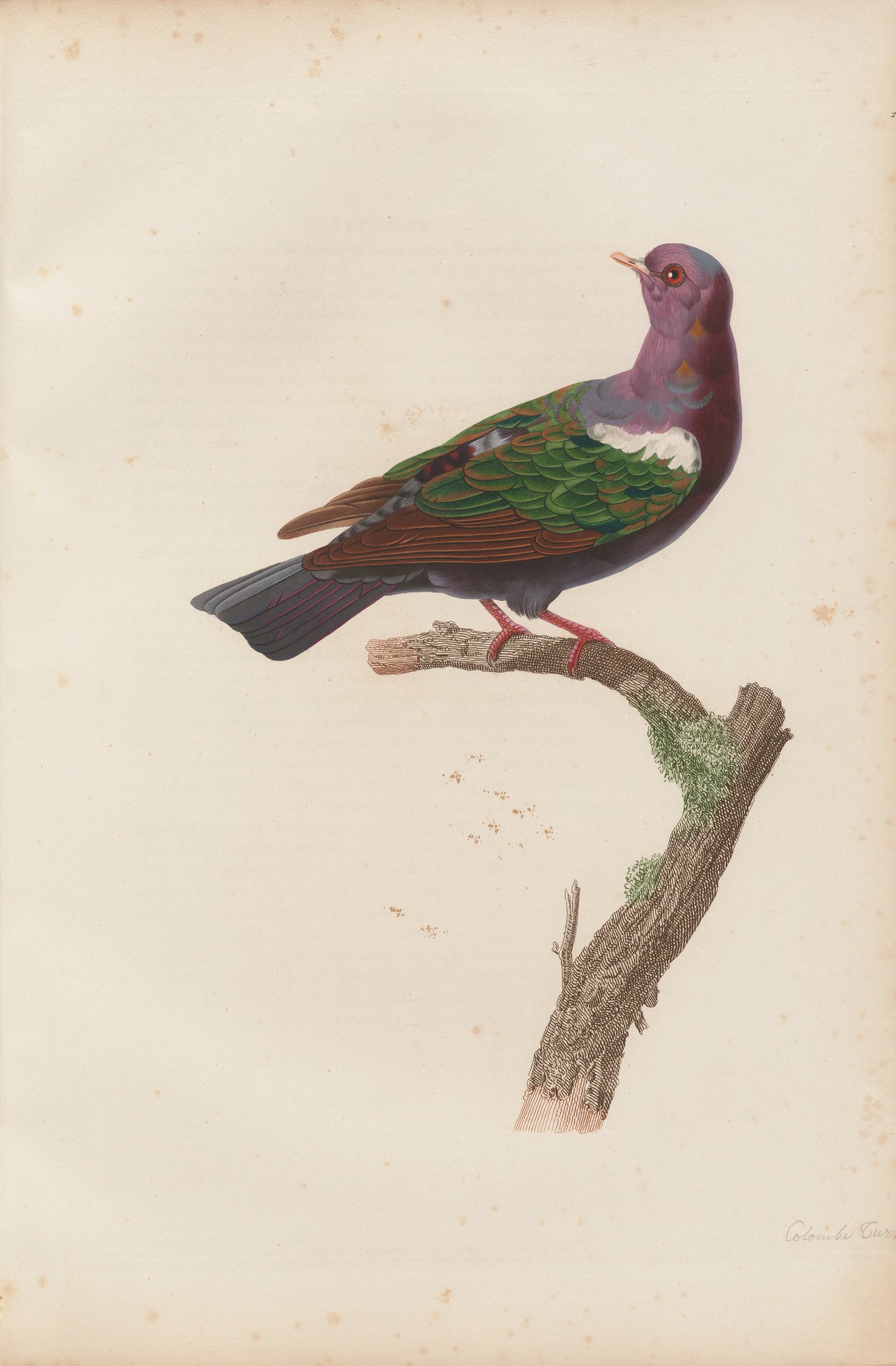 Columba javanica — C. J. Temminck and Pauline Knip