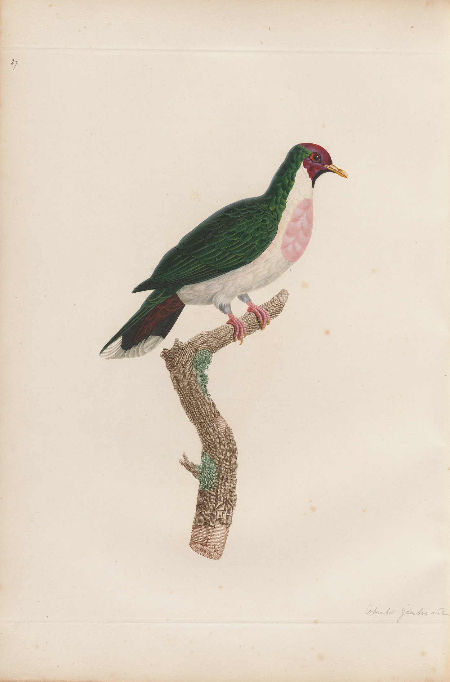 Columba jambos — C. J. Temminck and Pauline Knip