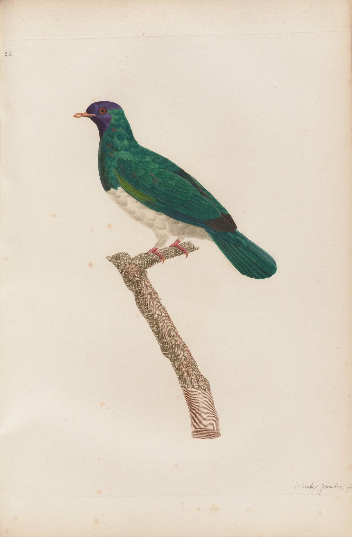 Columba jambos — C. J. Temminck and Pauline Knip