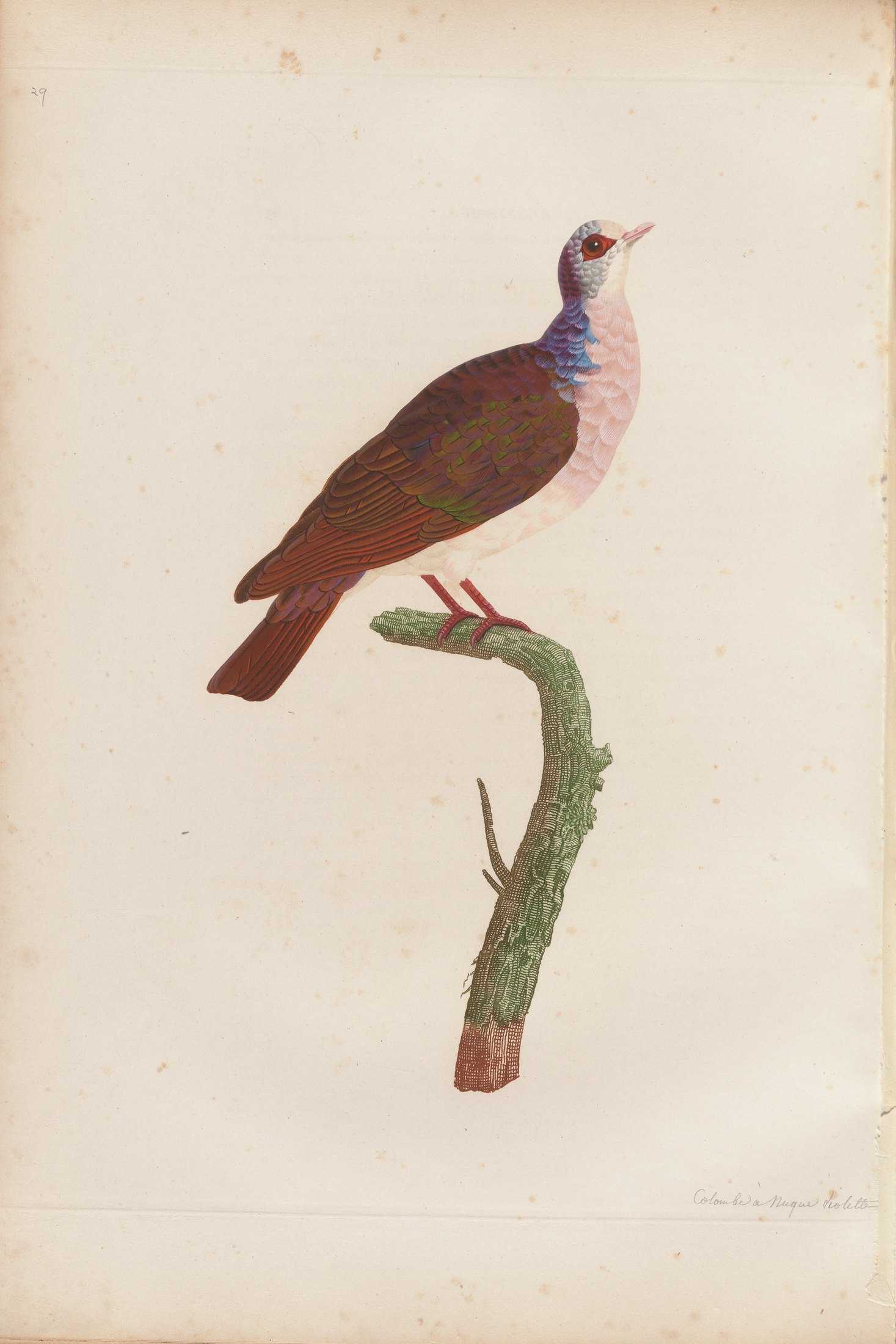 Columba violacea — C. J. Temminck and Pauline Knip