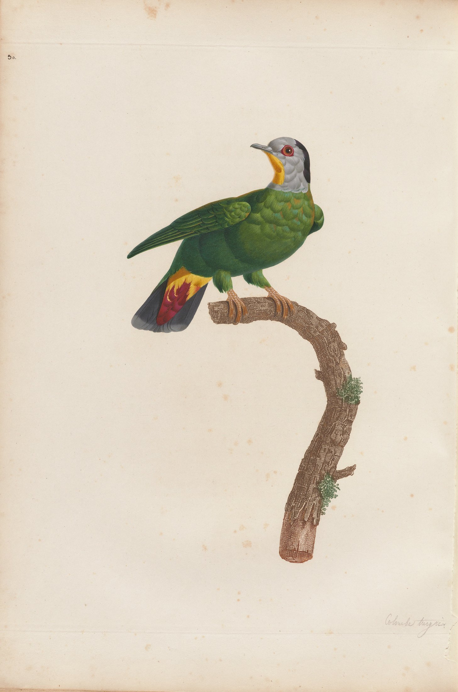 Columba melanocephala — C. J. Temminck and Pauline Knip
