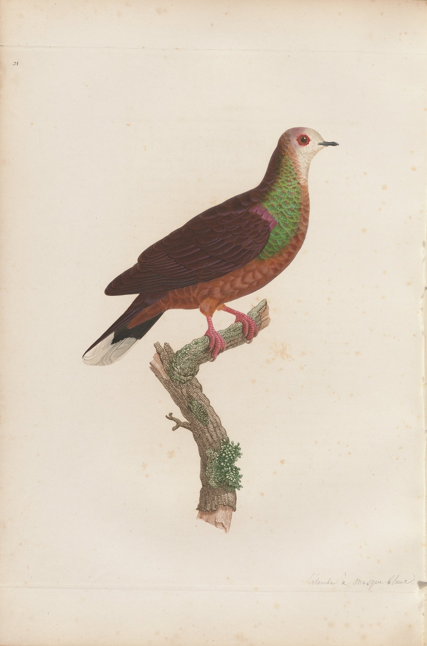 Columba larvata — C. J. Temminck and Pauline Knip