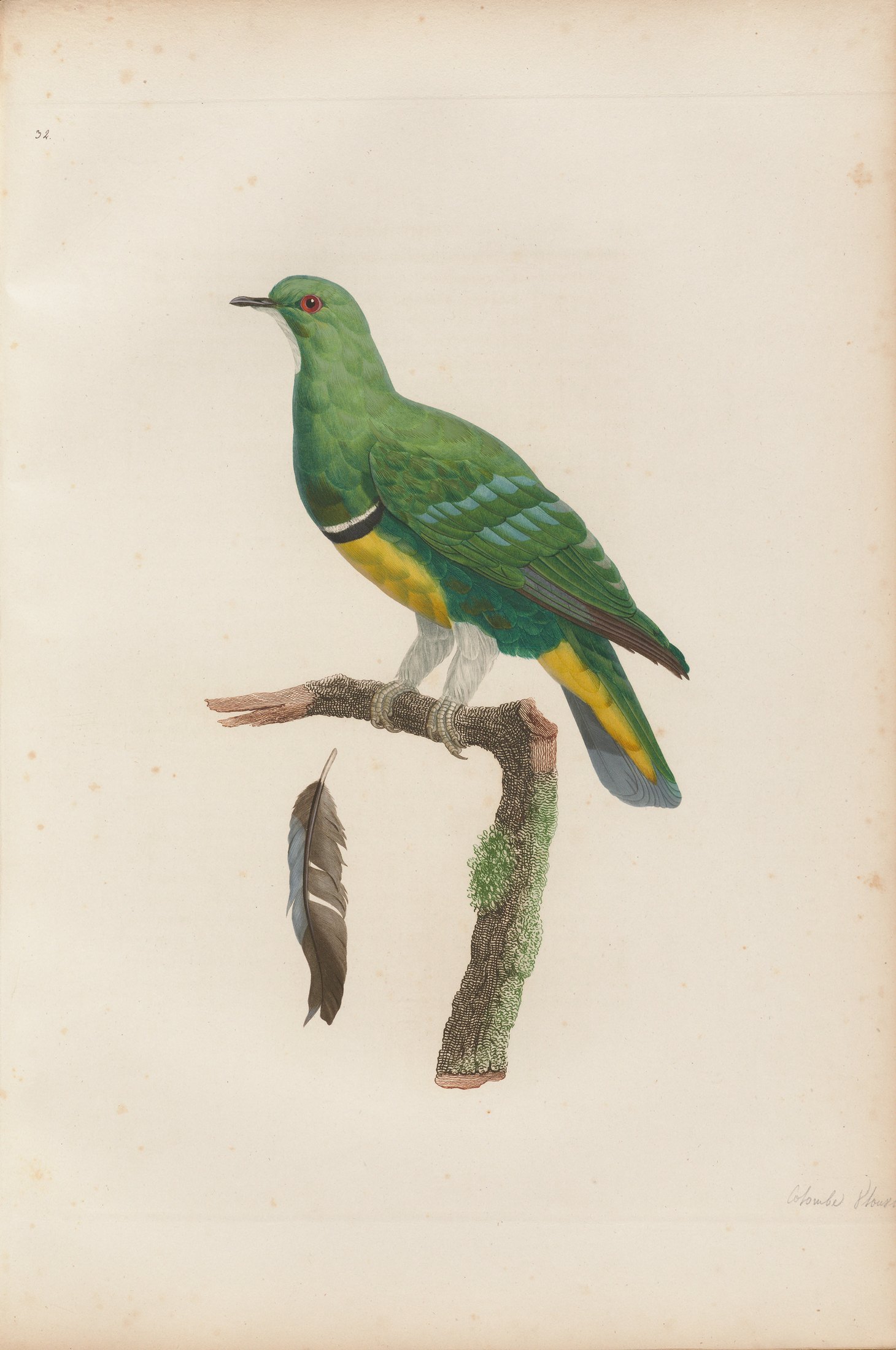 Columba holosericea — C. J. Temminck and Pauline Knip