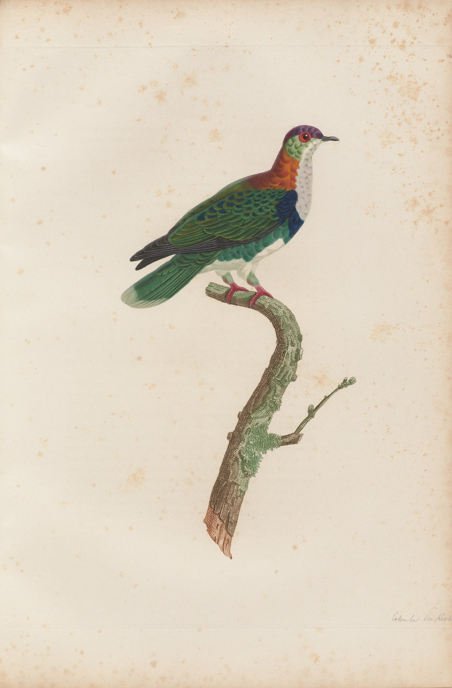 Columba superba — C. J. Temminck and Pauline Knip