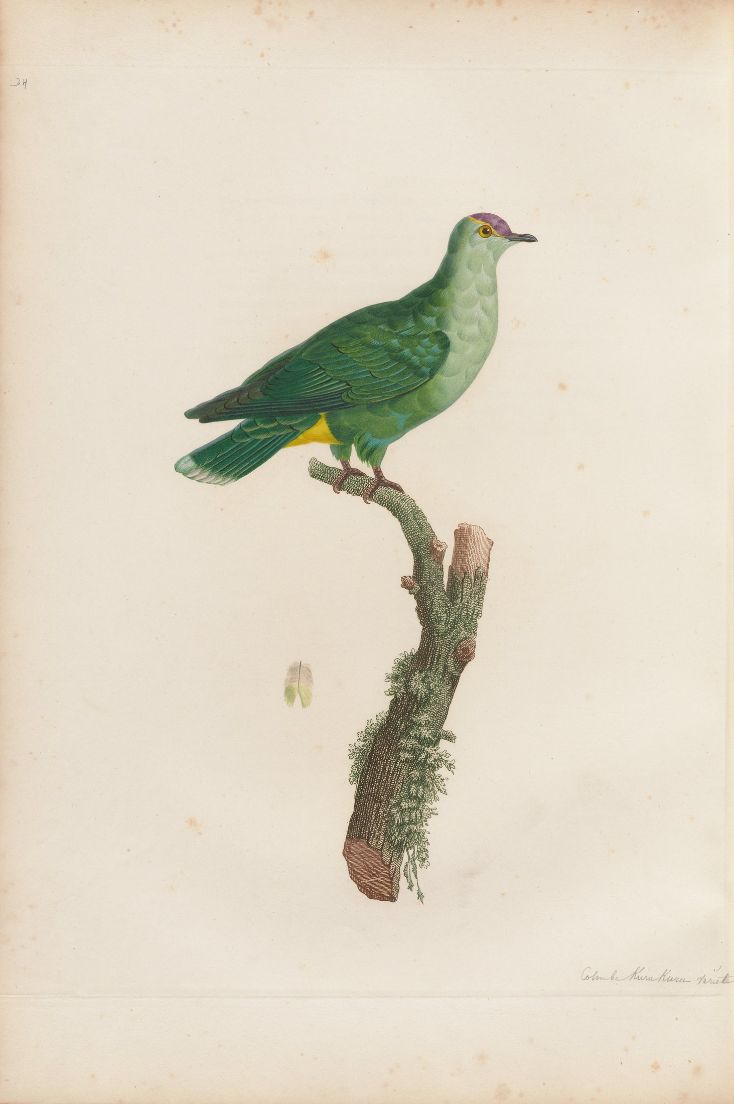 Columba purpurata — C. J. Temminck and Pauline Knip