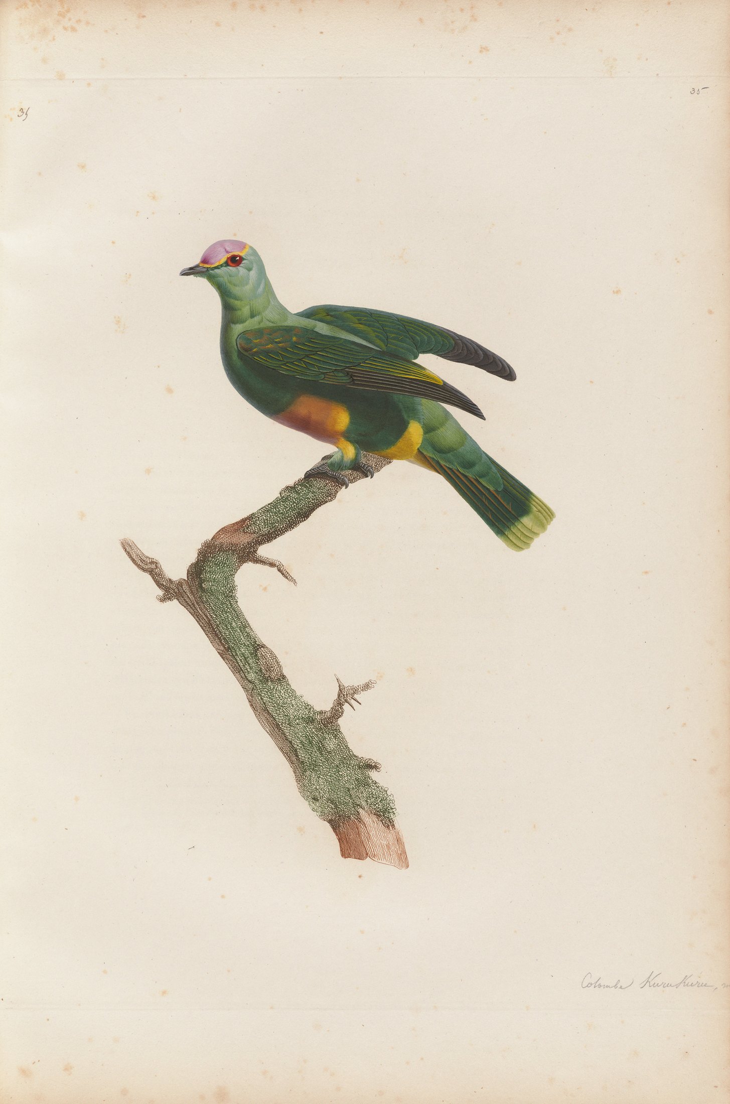 Columba purpurata — C. J. Temminck and Pauline Knip