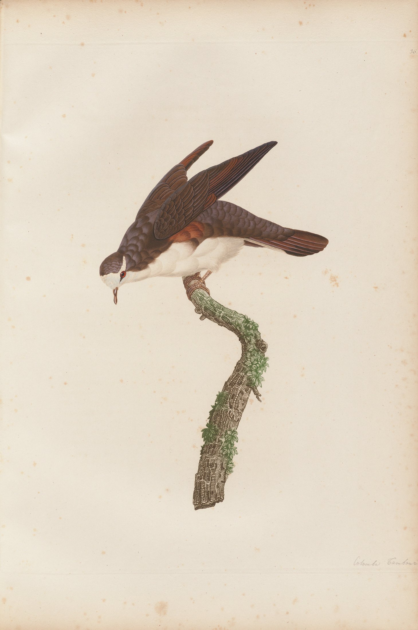 Columba tympanistria — C. J. Temminck and Pauline Knip