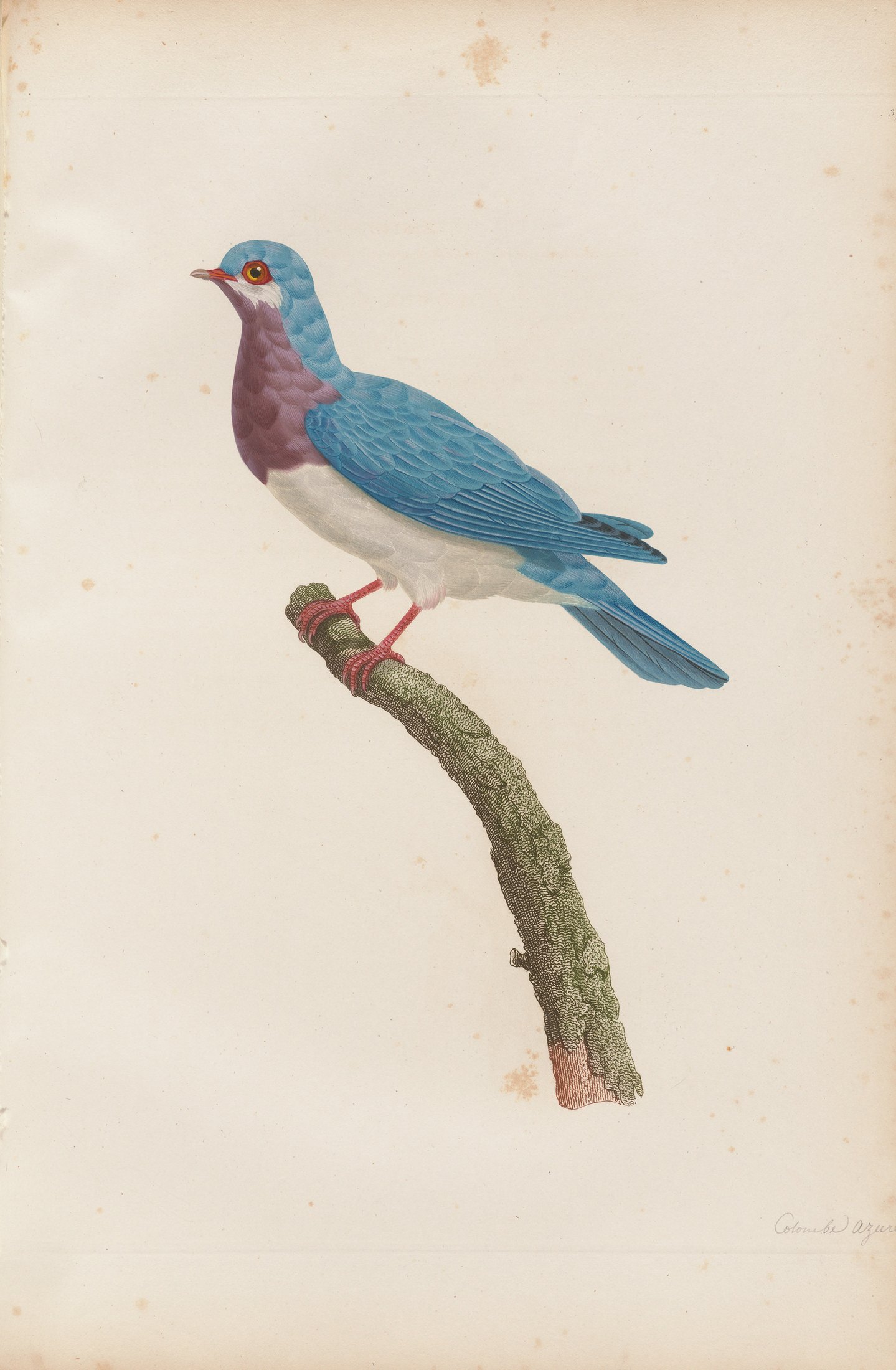 Columba cærulea — C. J. Temminck and Pauline Knip