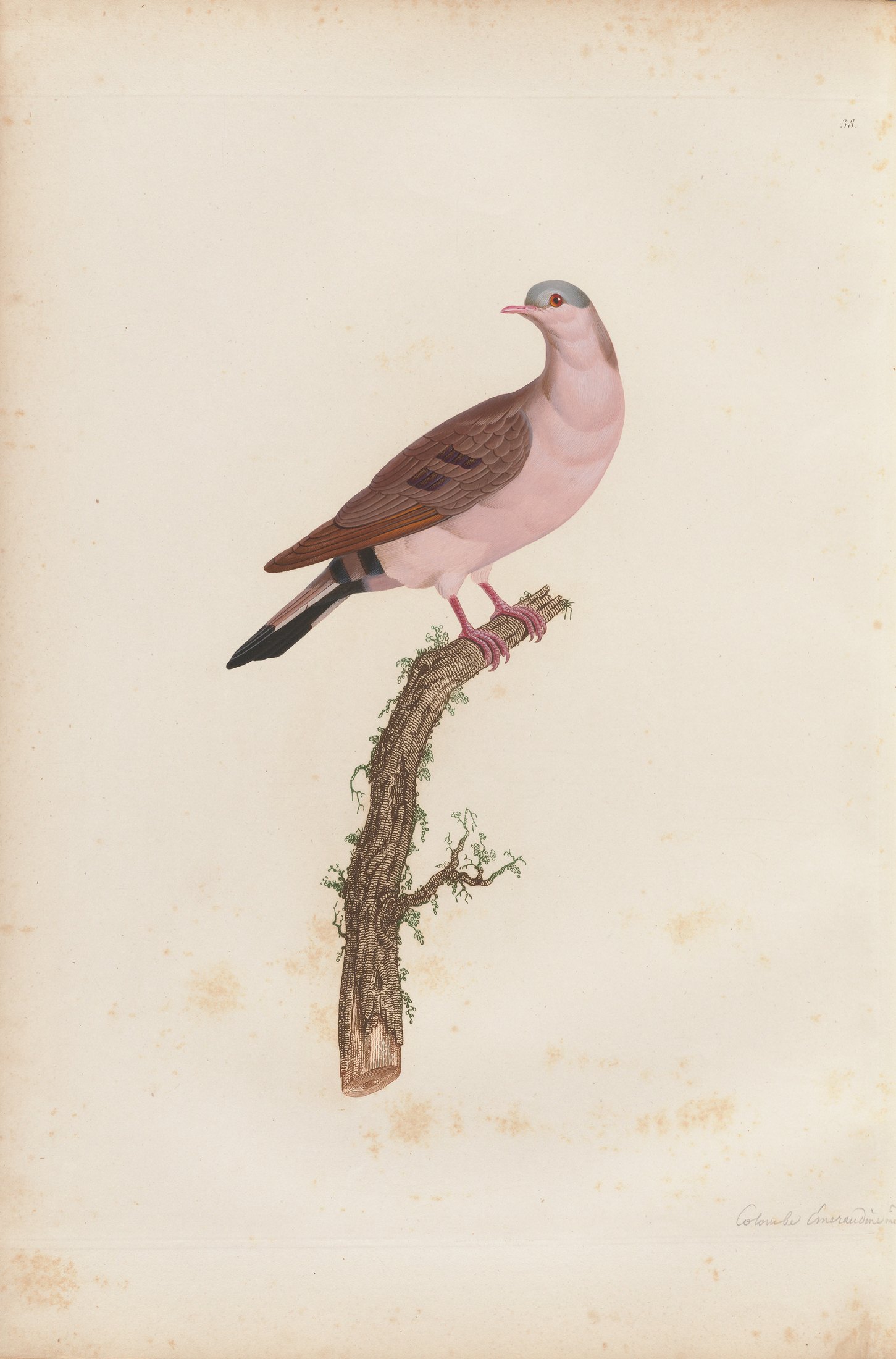 Columba afra — C. J. Temminck and Pauline Knip