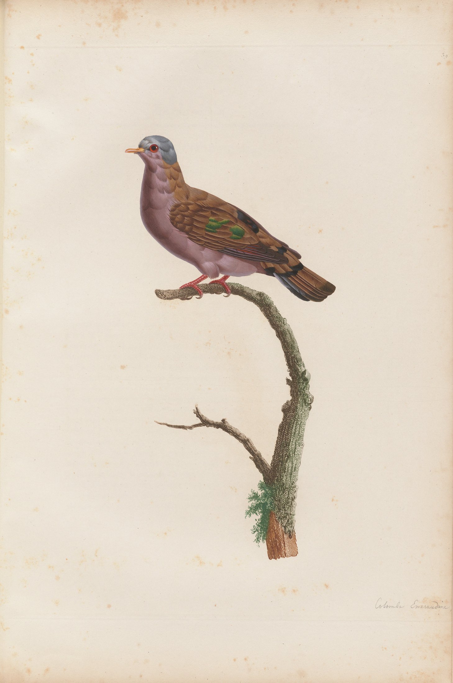 Columba afra — C. J. Temminck and Pauline Knip