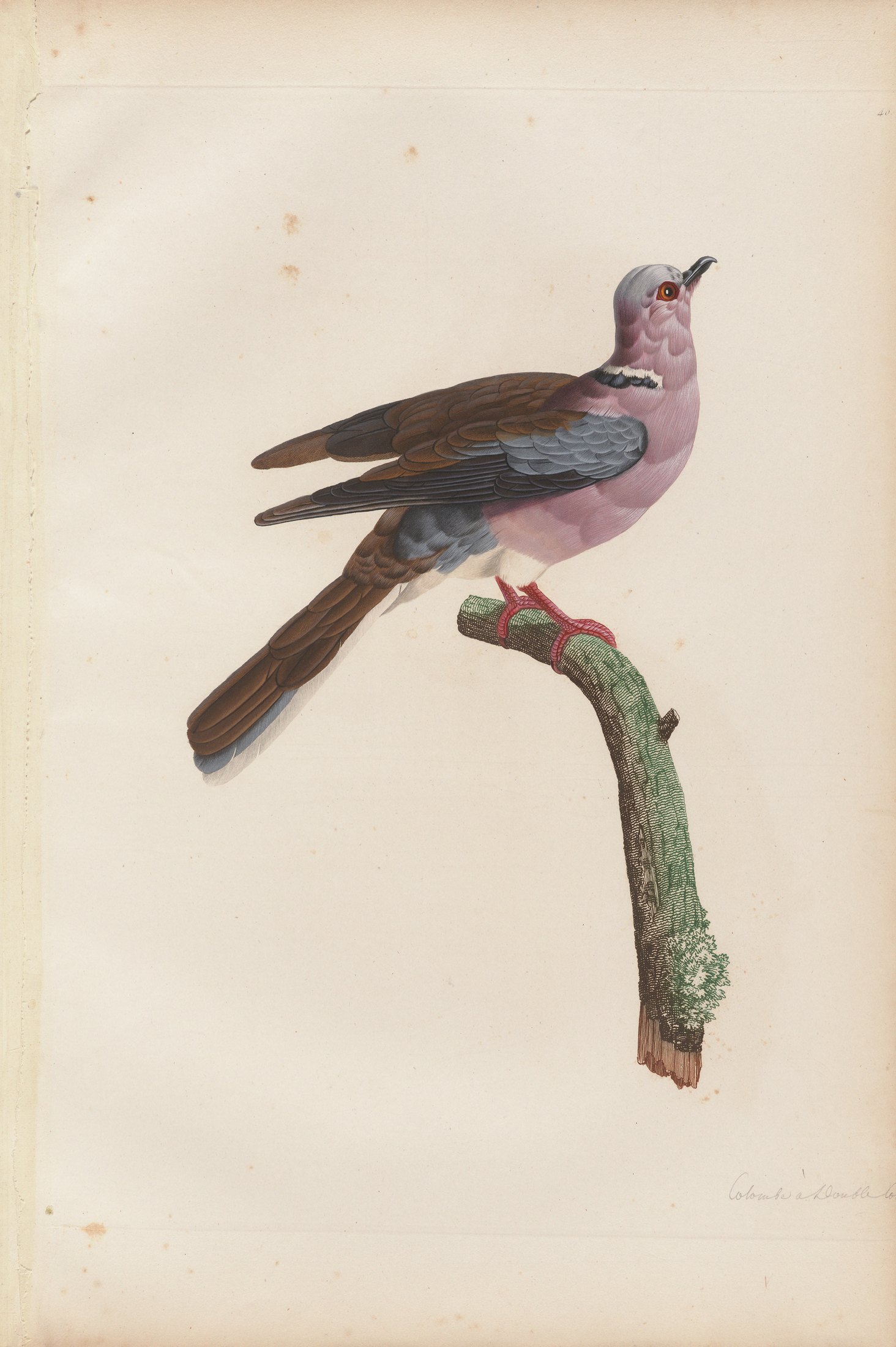 Columba bitorquata — C. J. Temminck and Pauline Knip