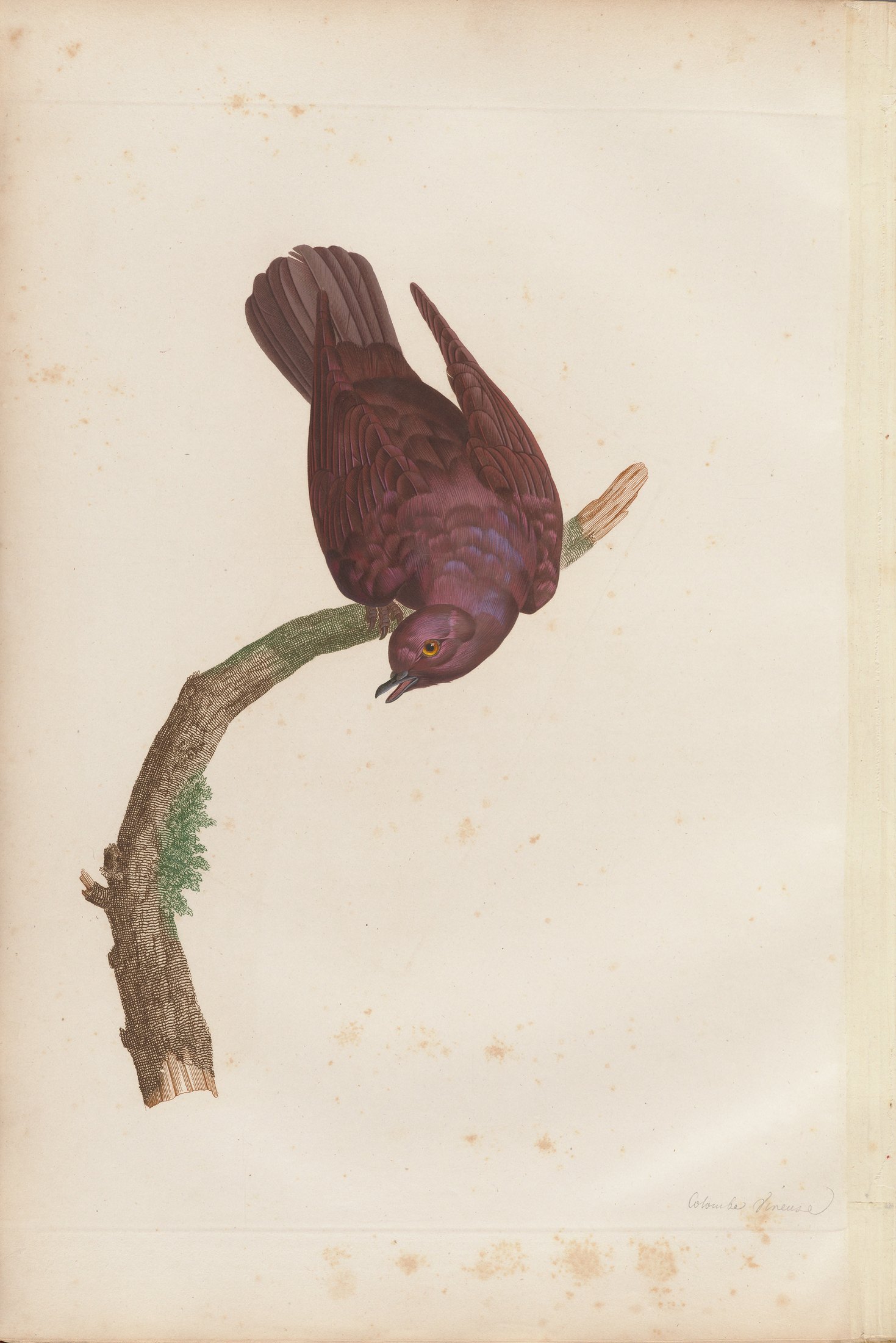 Columba vinacea — C. J. Temminck and Pauline Knip