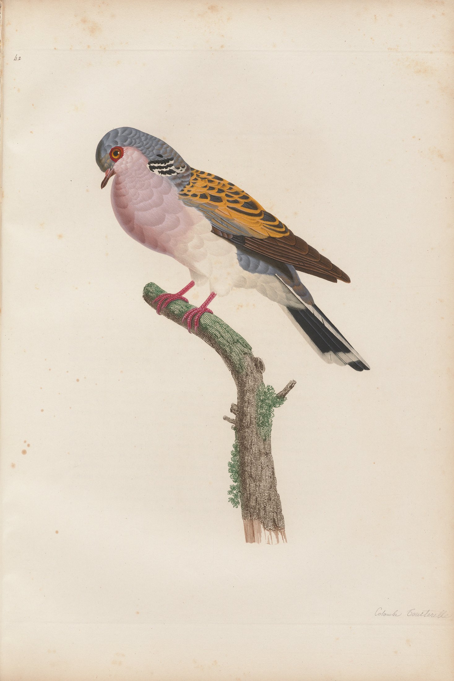 Columba turtur — C. J. Temminck and Pauline Knip