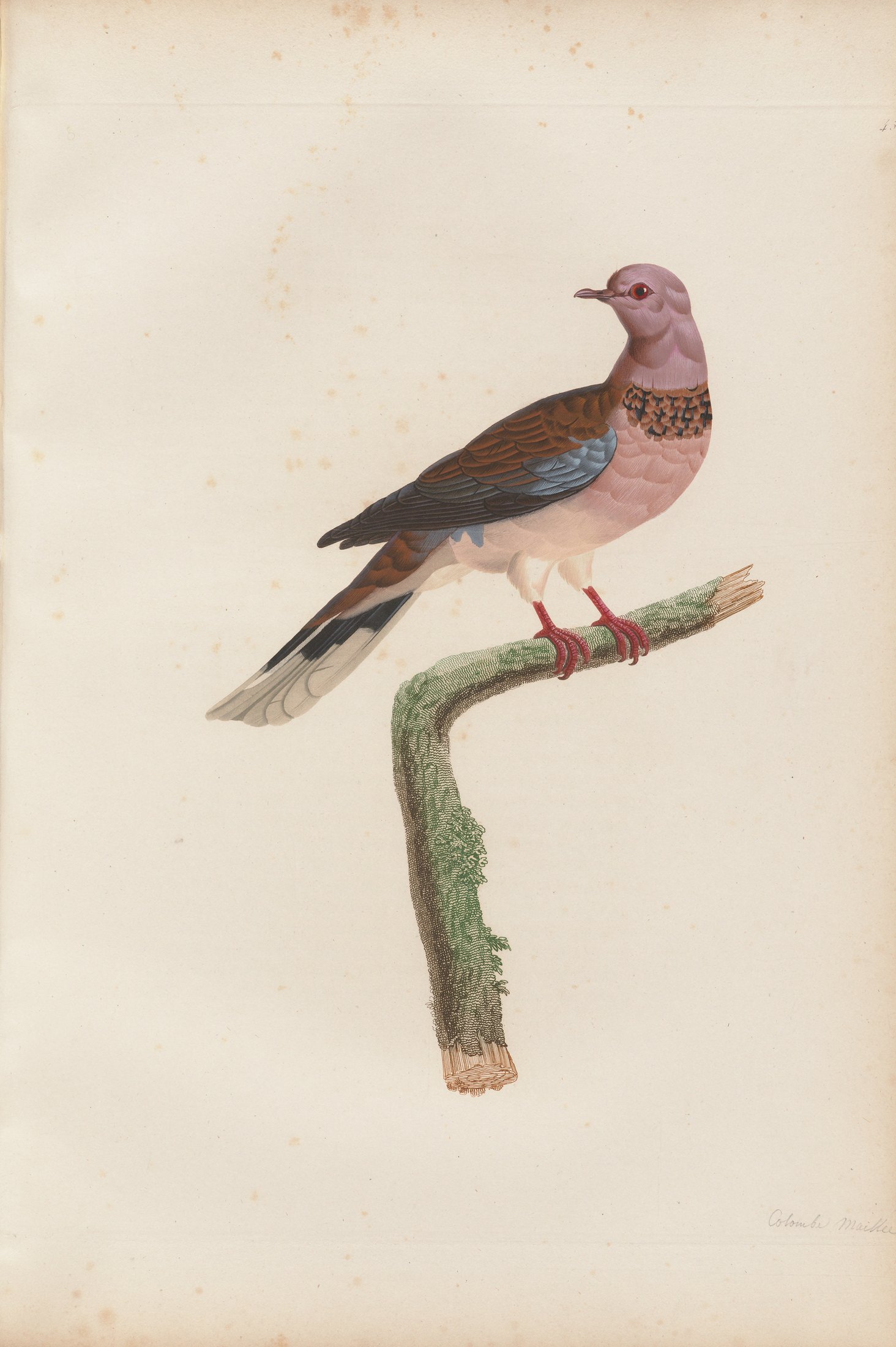 Columba cambayensis — C. J. Temminck and Pauline Knip