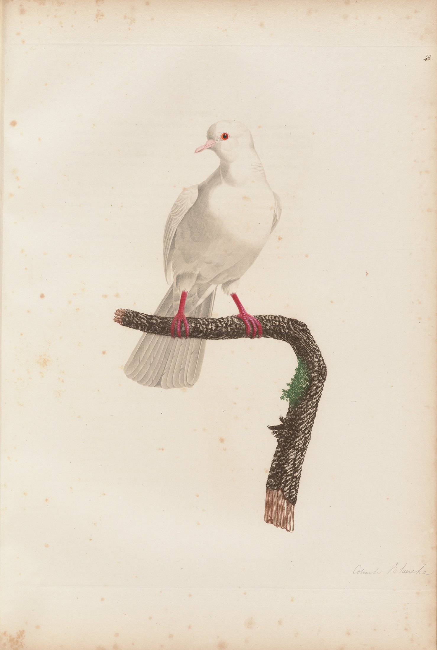 Columba alba — C. J. Temminck and Pauline Knip