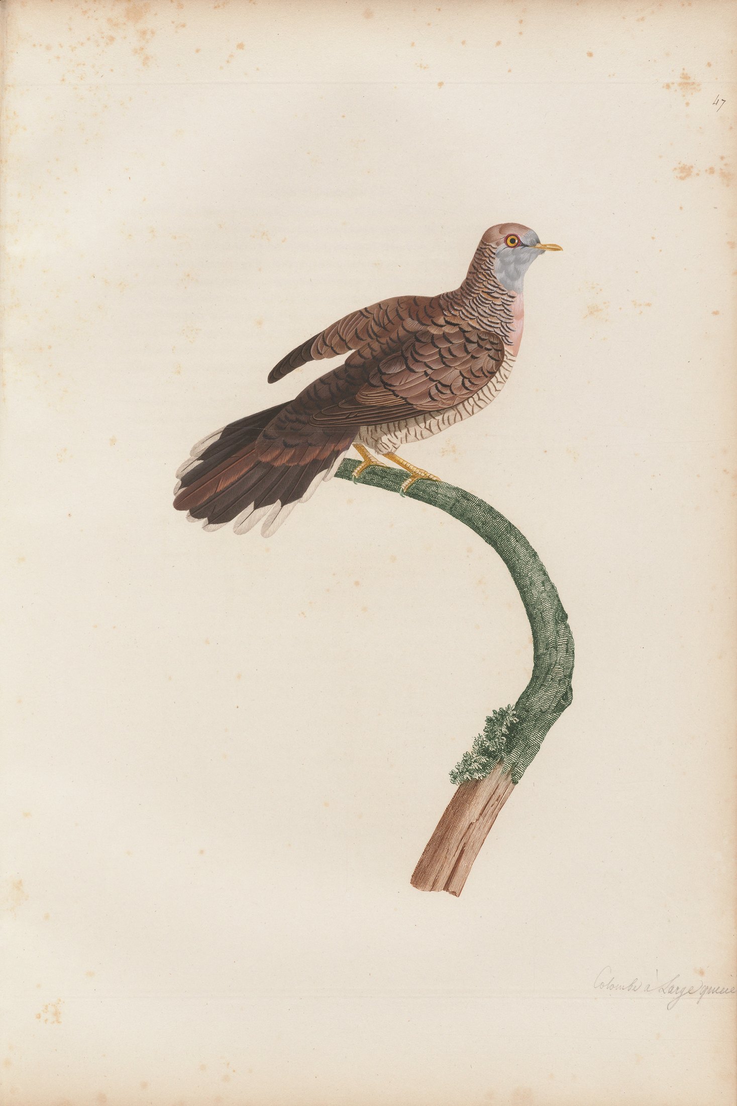 Columba malacensis — C. J. Temminck and Pauline Knip