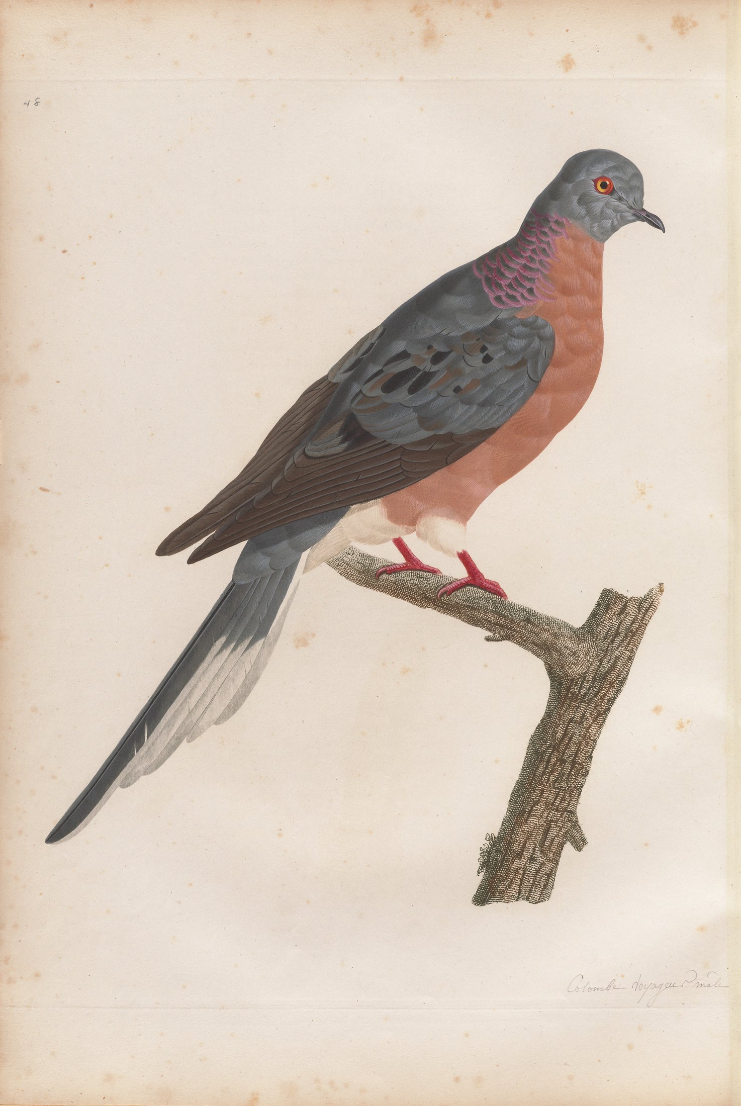 Columba migratoria — C. J. Temminck and Pauline Knip