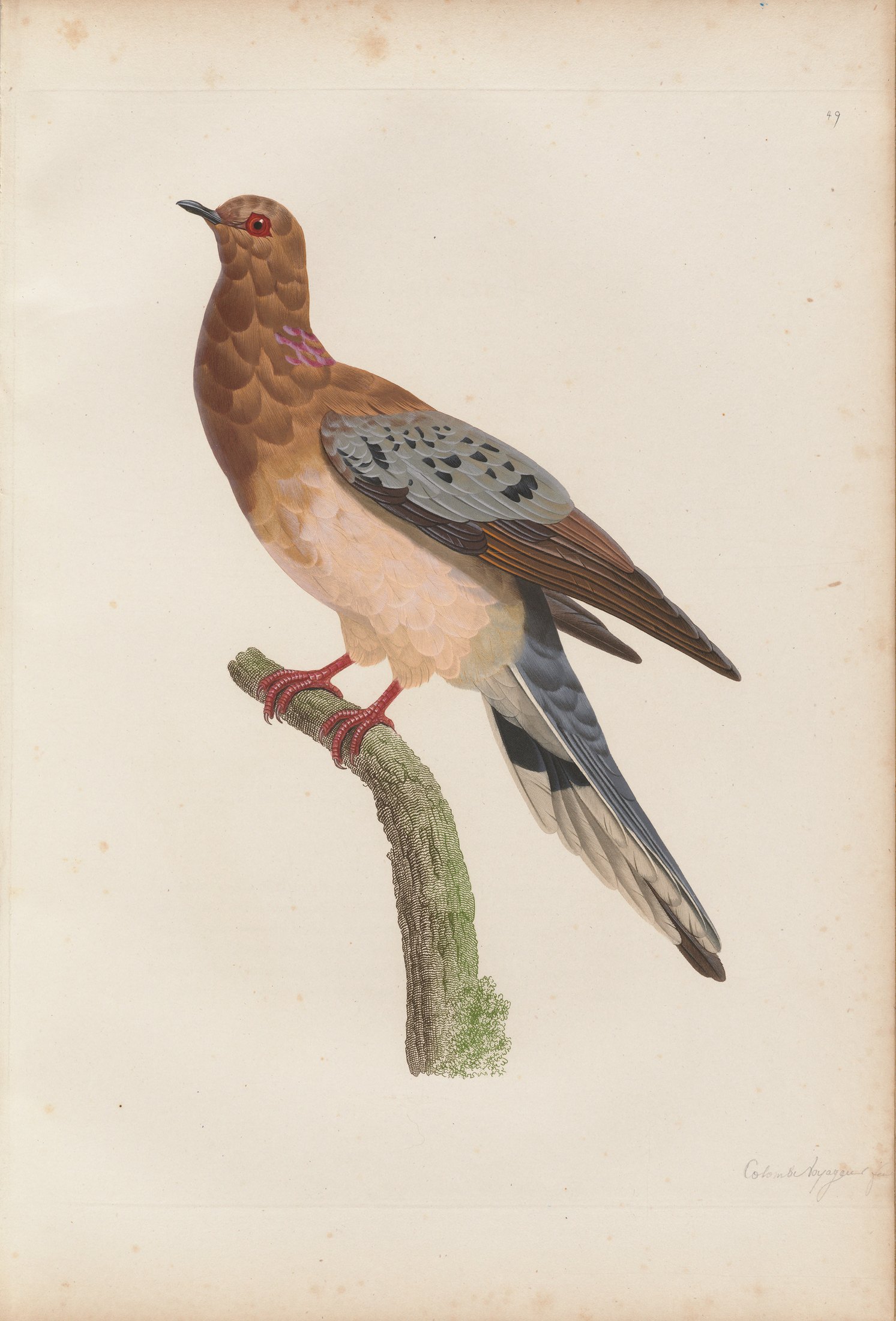 Columba migratoria — C. J. Temminck and Pauline Knip