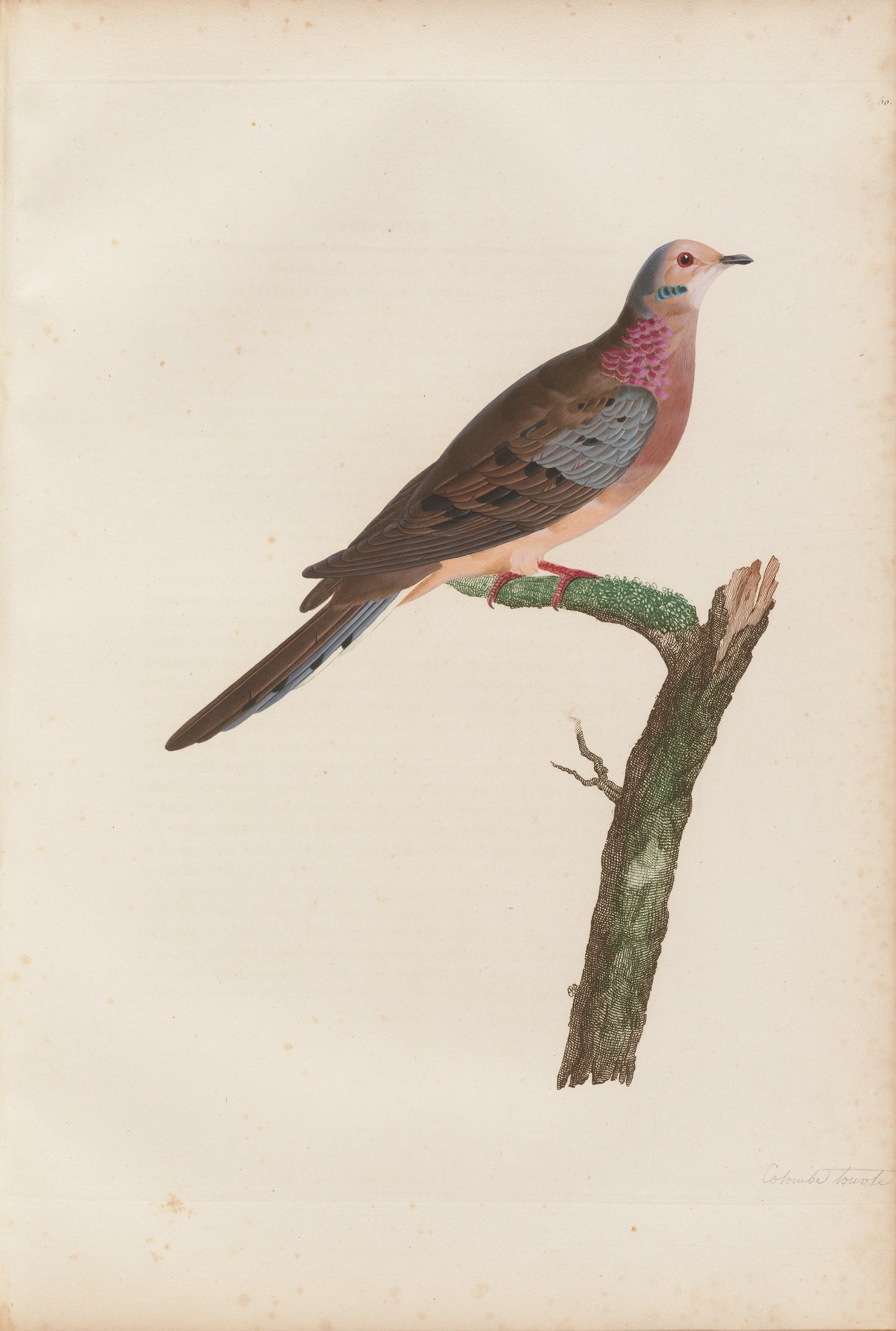 Columba carolinensis — C. J. Temminck and Pauline Knip