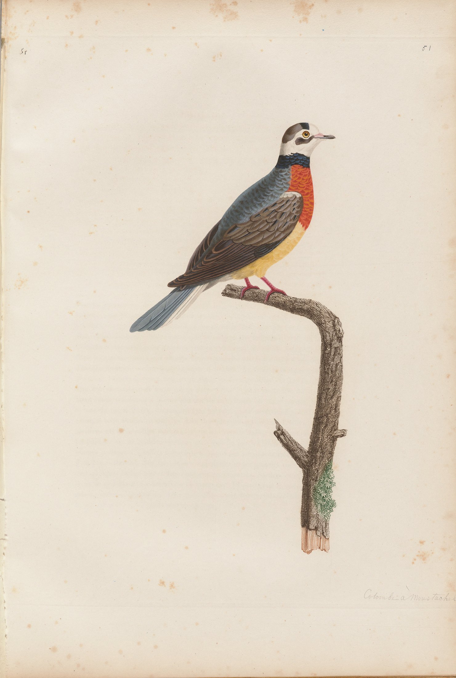 Columba dominicensis — C. J. Temminck and Pauline Knip