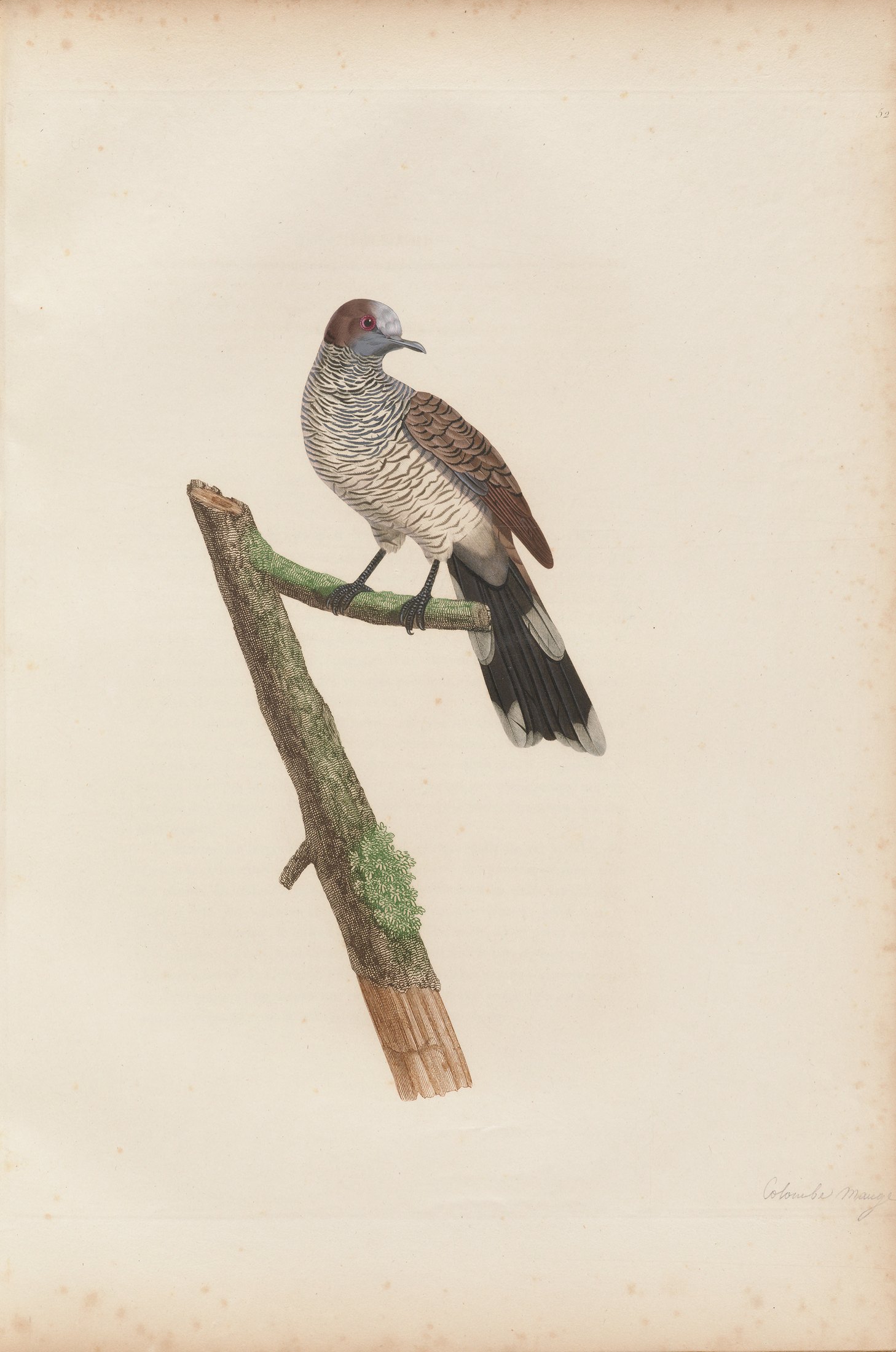 Columba maugæus — C. J. Temminck and Pauline Knip