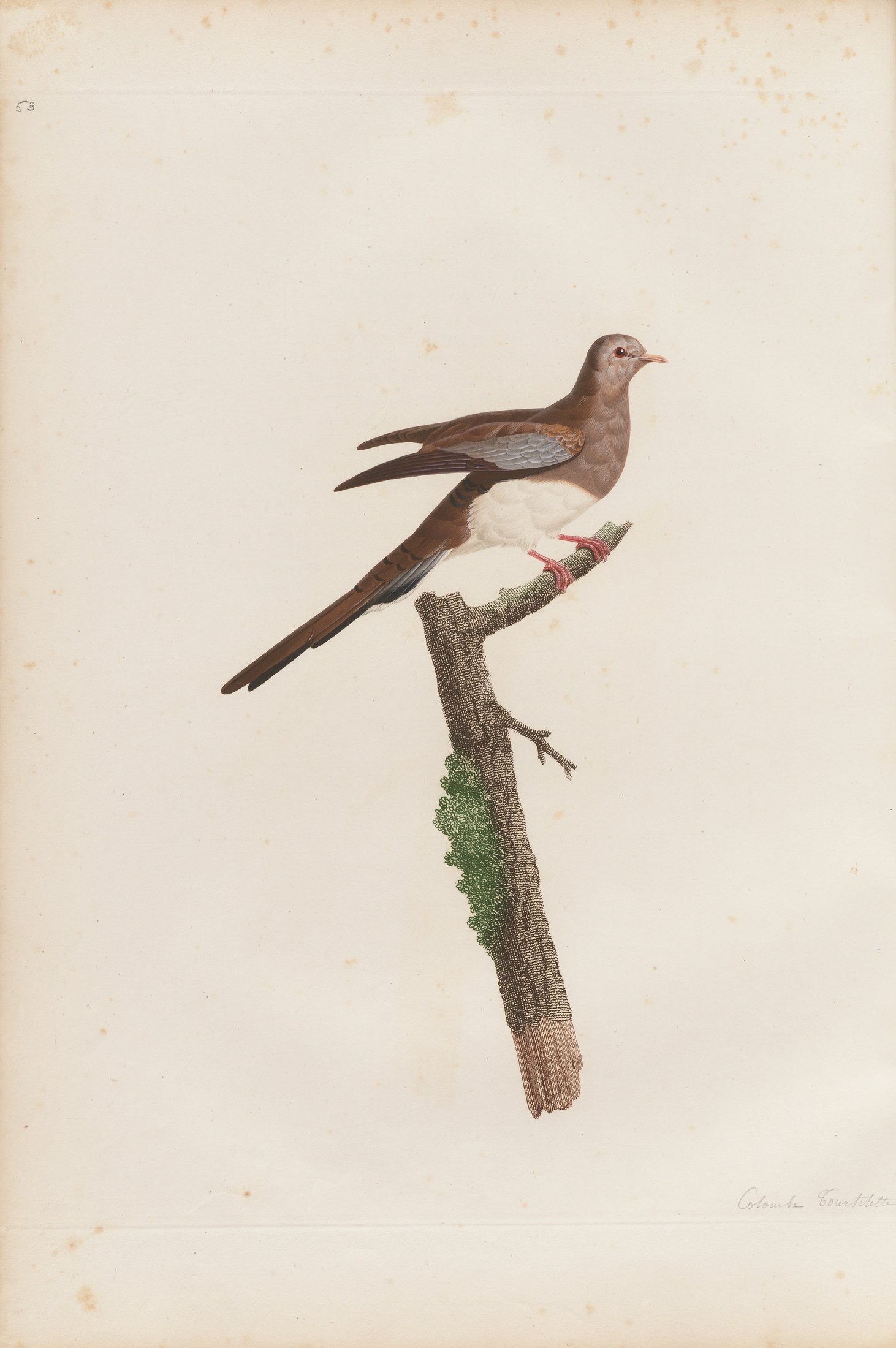 Columba capensis — C. J. Temminck and Pauline Knip