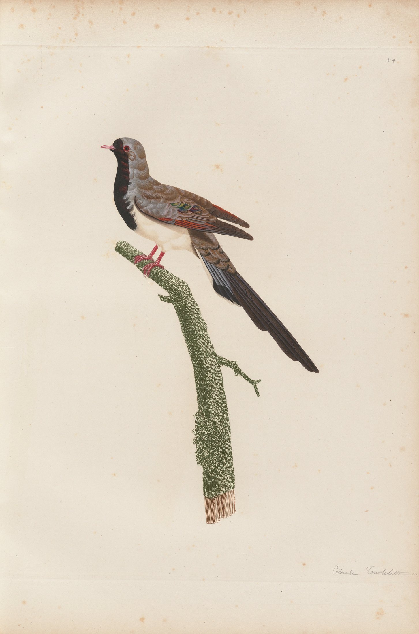 Columba capensis — C. J. Temminck and Pauline Knip