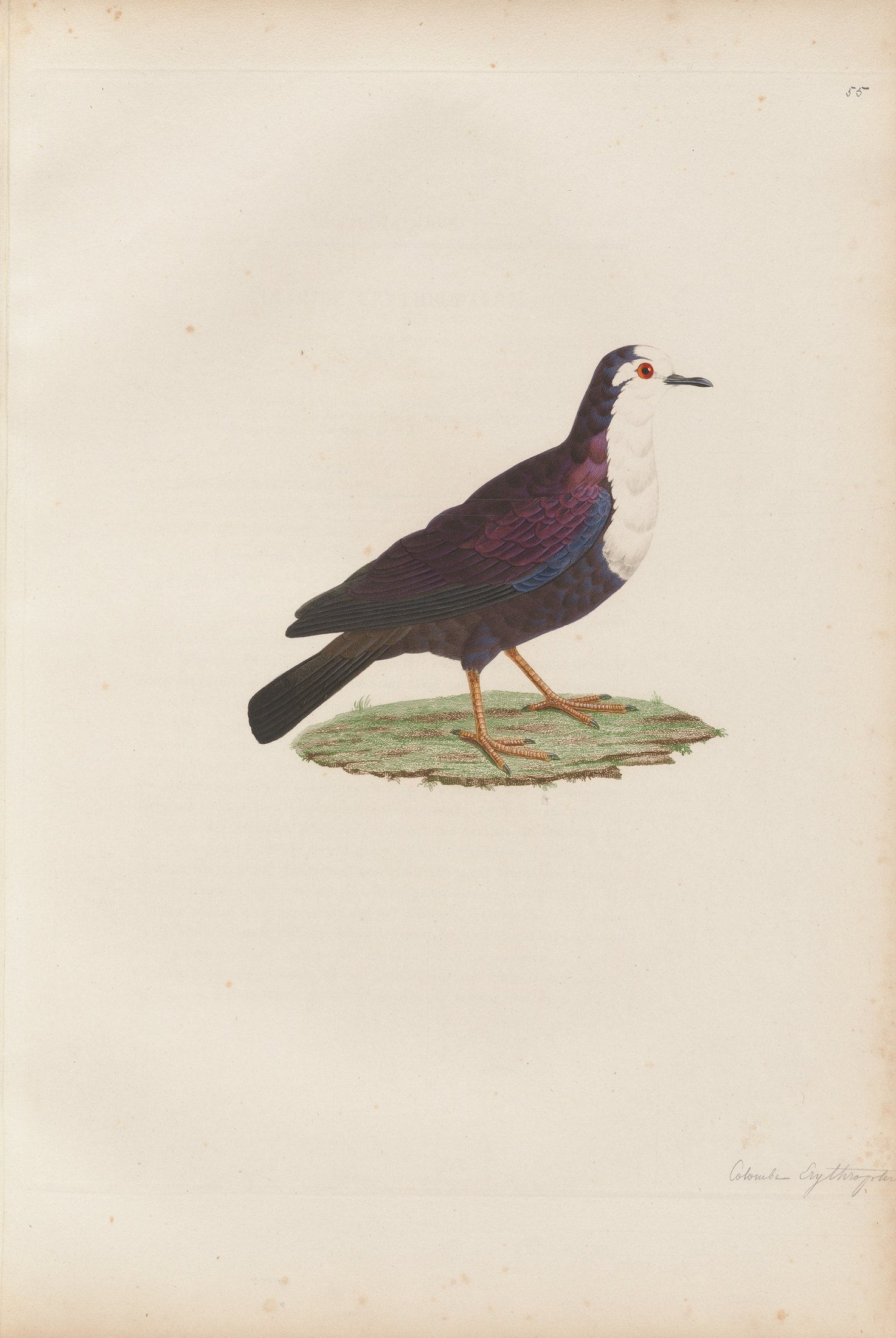 Columba erythroptera — C. J. Temminck and Pauline Knip