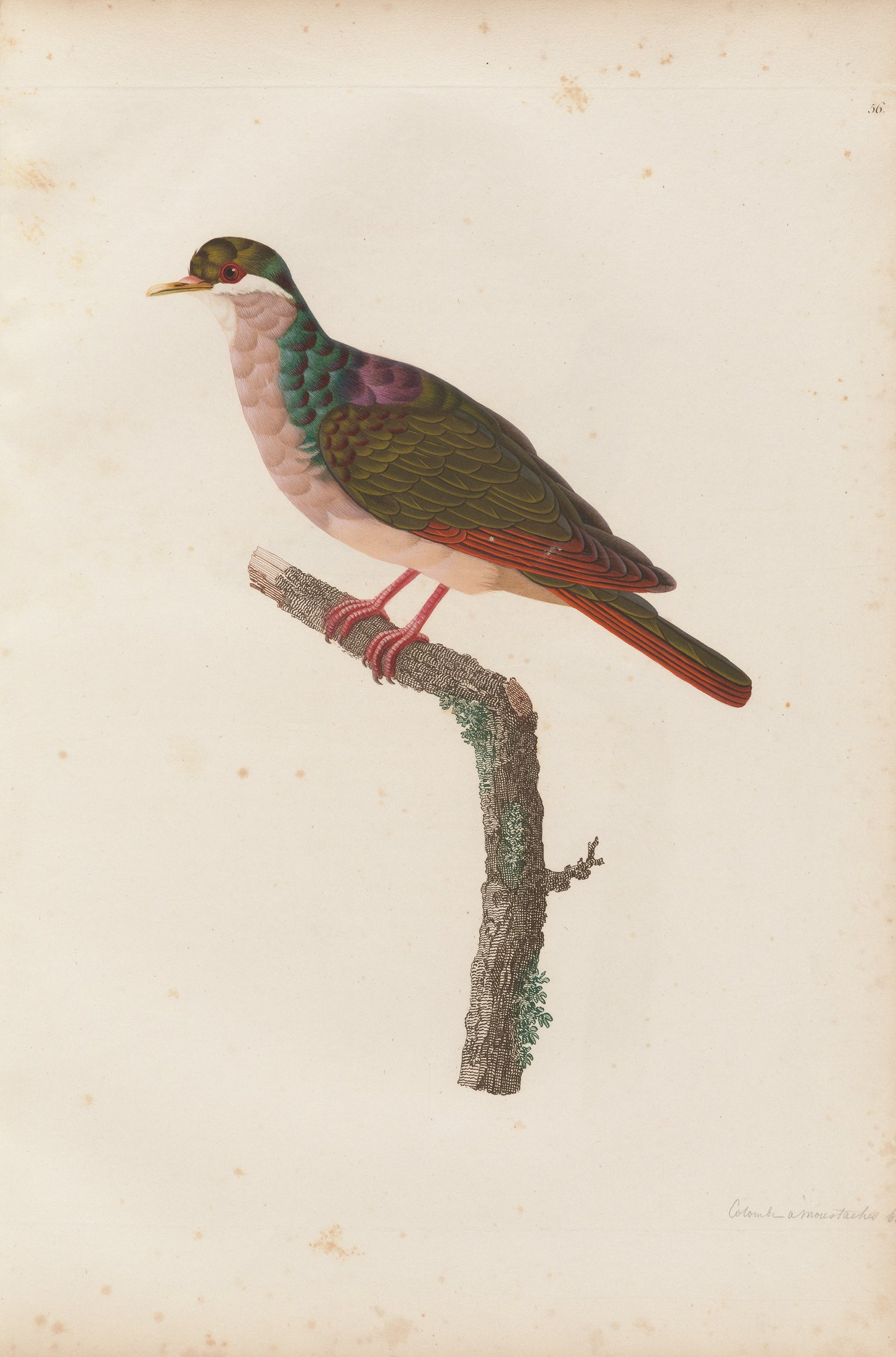 Columba mystacea — C. J. Temminck and Pauline Knip